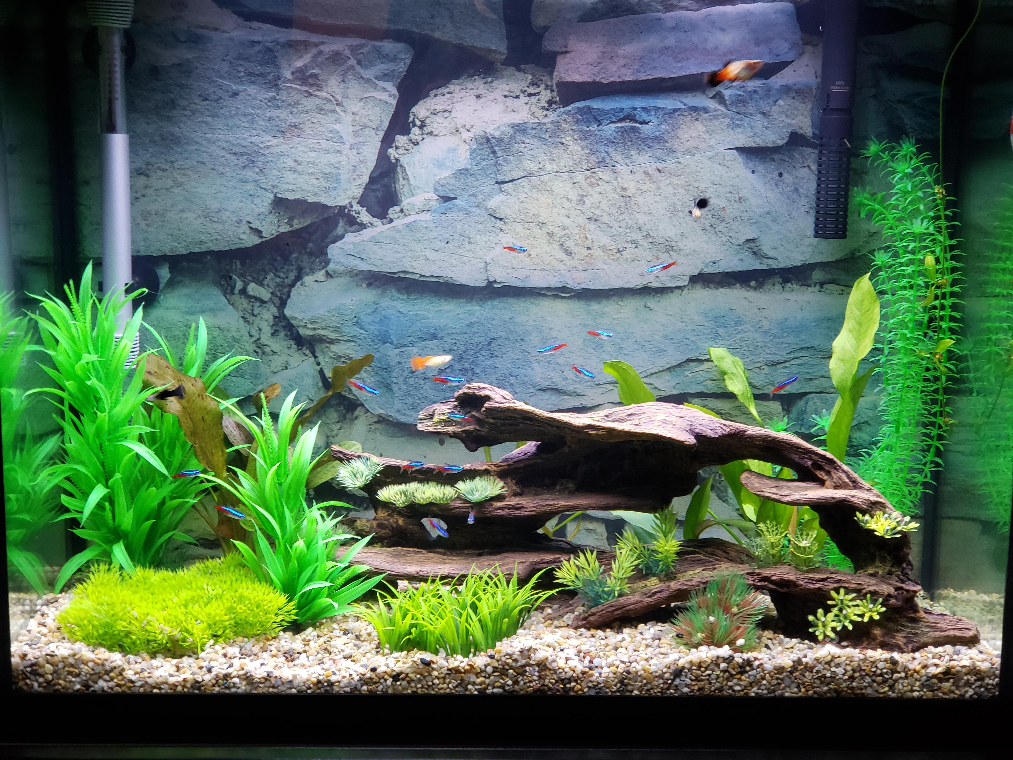 Finally finished my community tank! A mix of fake and real plants