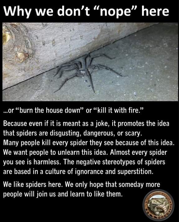 At most I escort them outside with a paper plate and cup spiders are