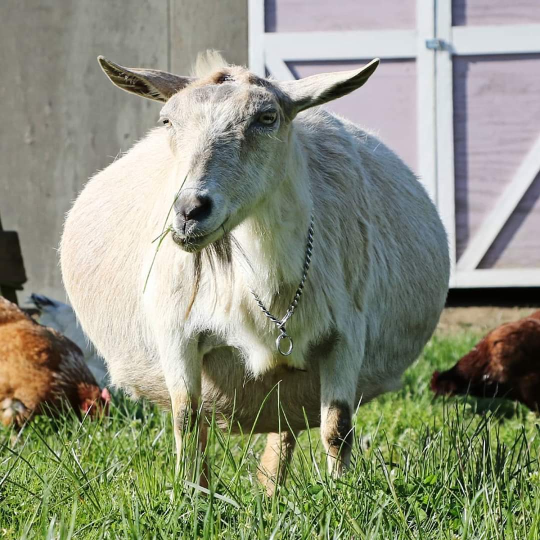 My friend's pregnant goat... r/pics