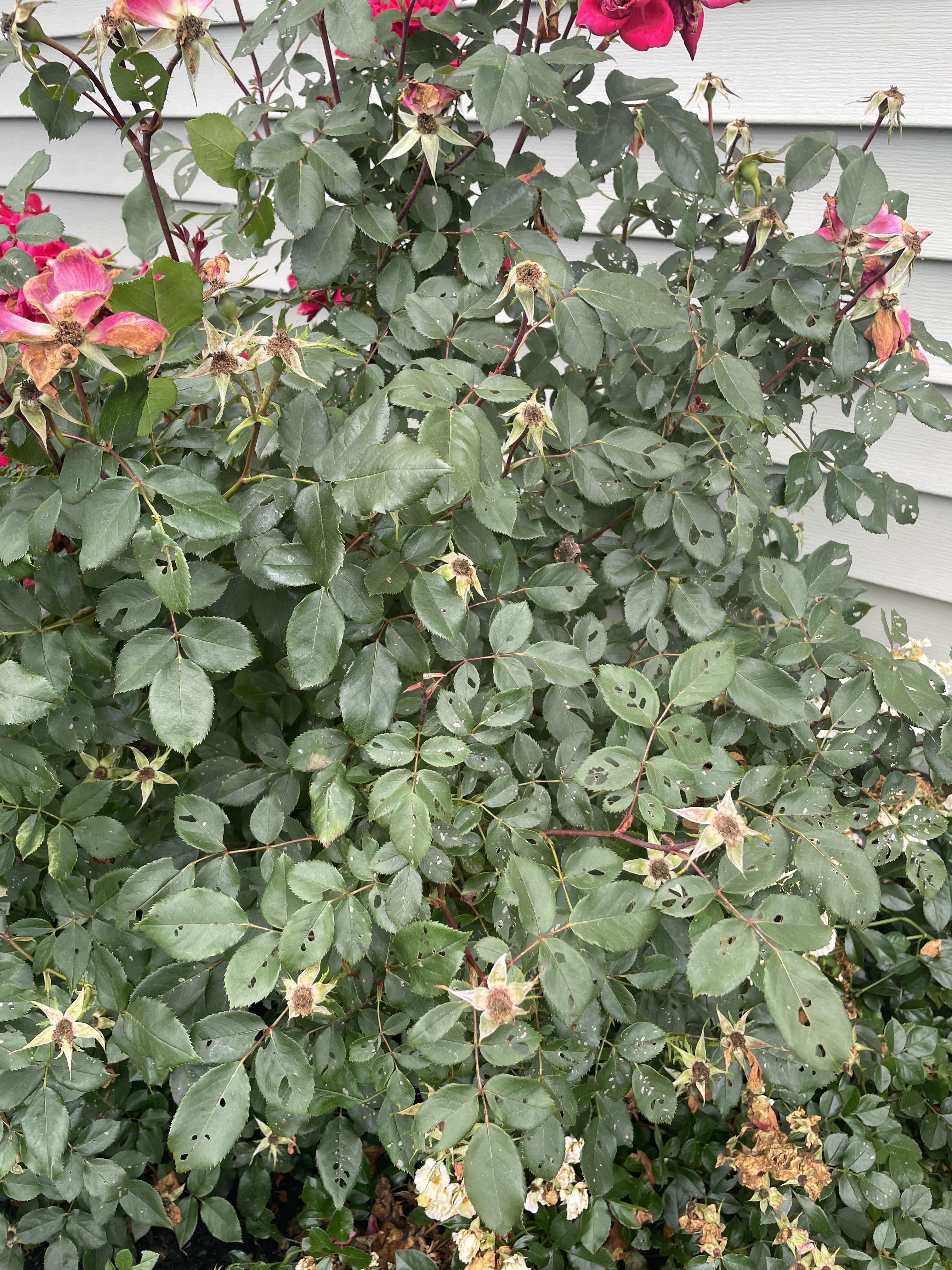 Our knockout roses are getting crushed by aphids. Is there an