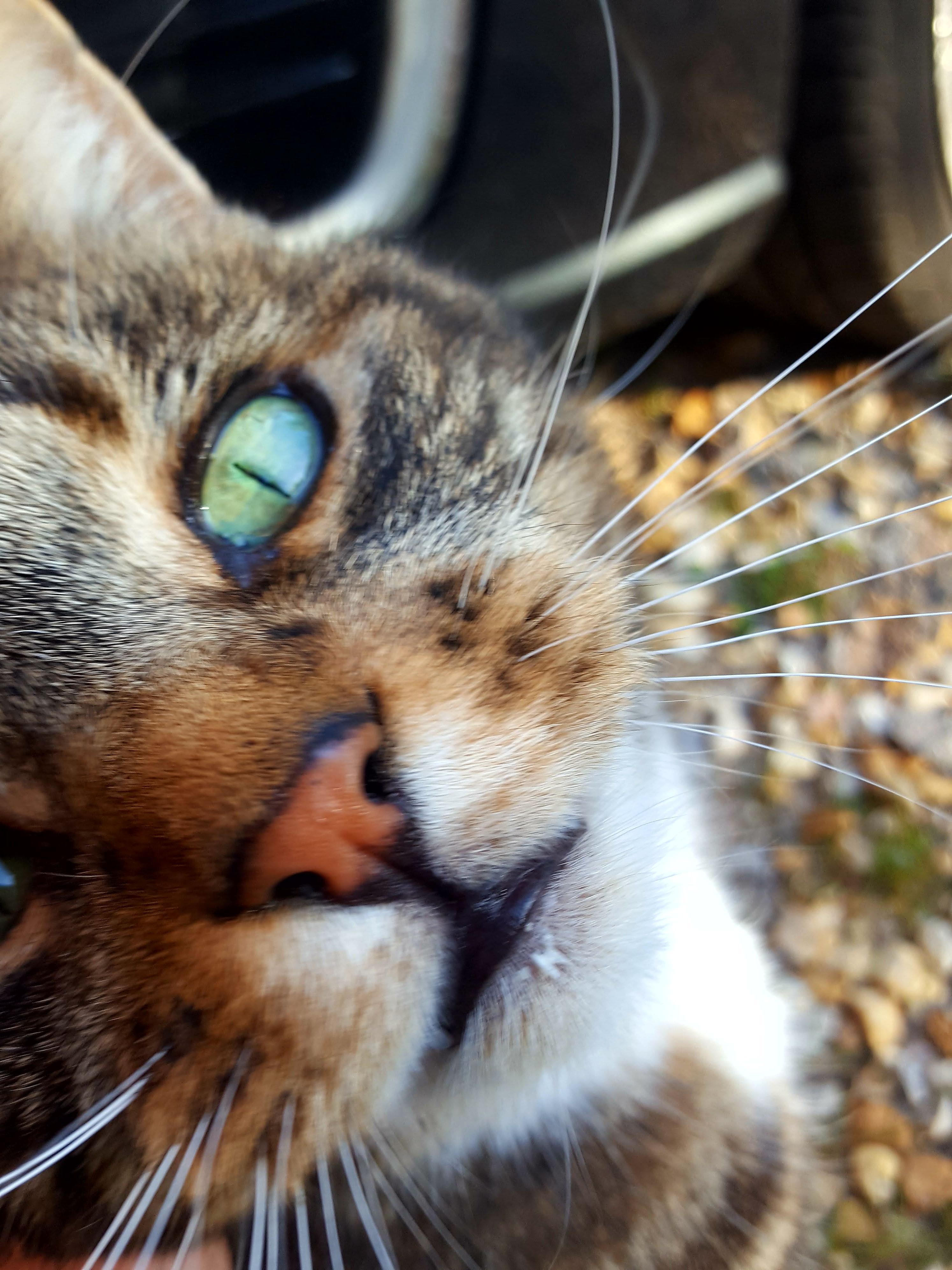 Another picture of my cat, Flapjack! r/Awww