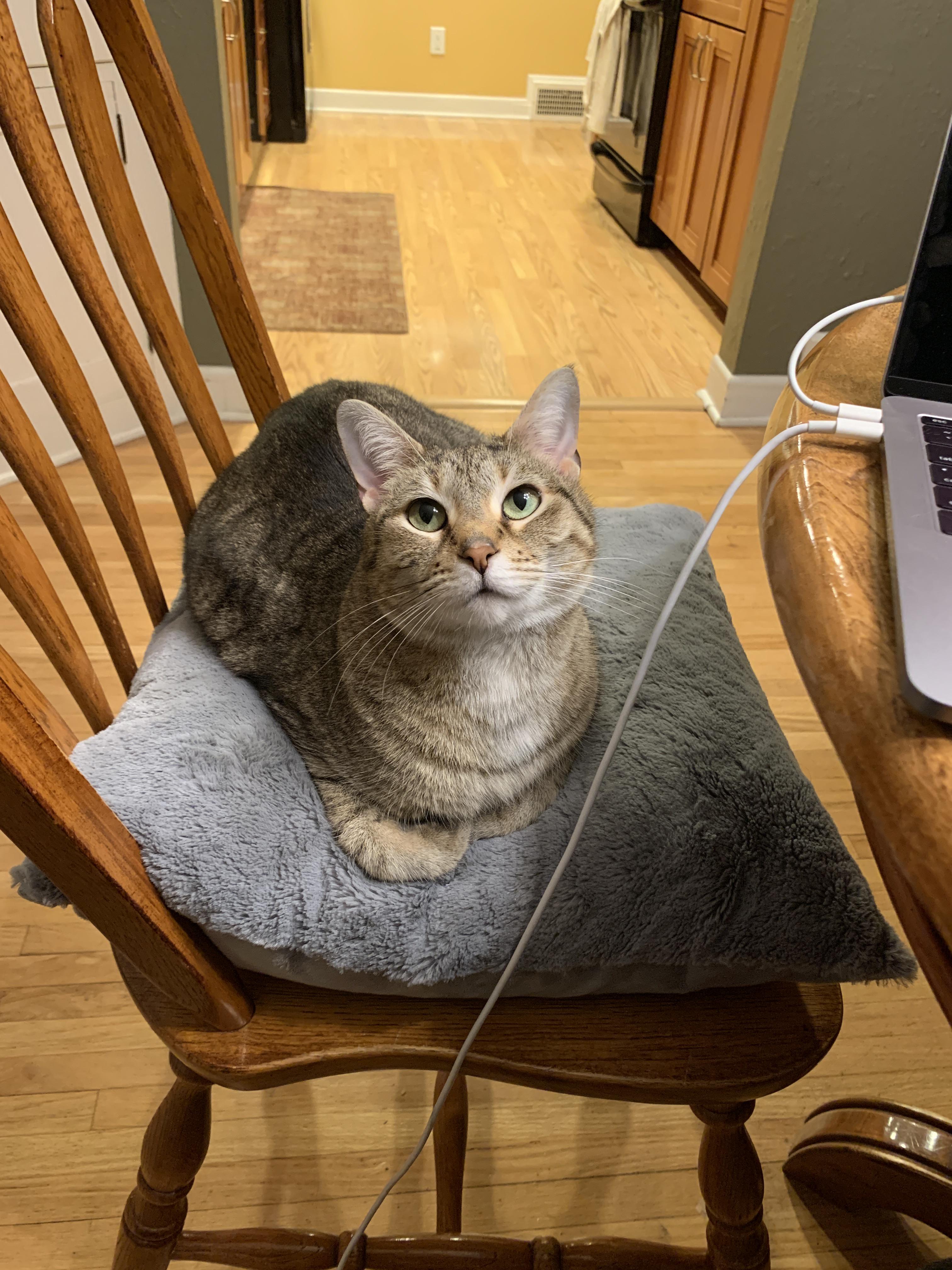 She has an obsession with loafing on pillows r/Catloaf