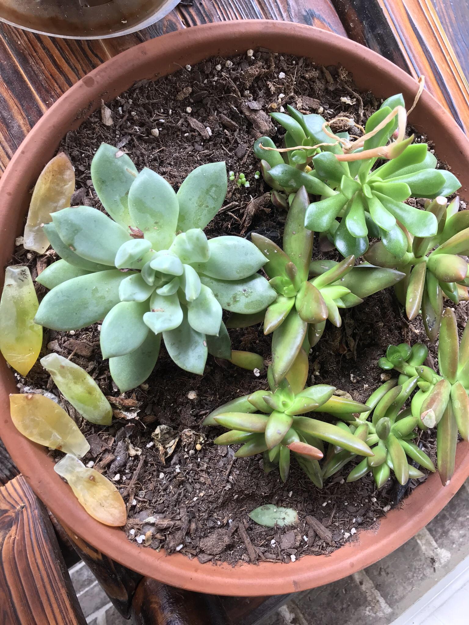 Splitting Rock succulent rotted away about a week ago (I
