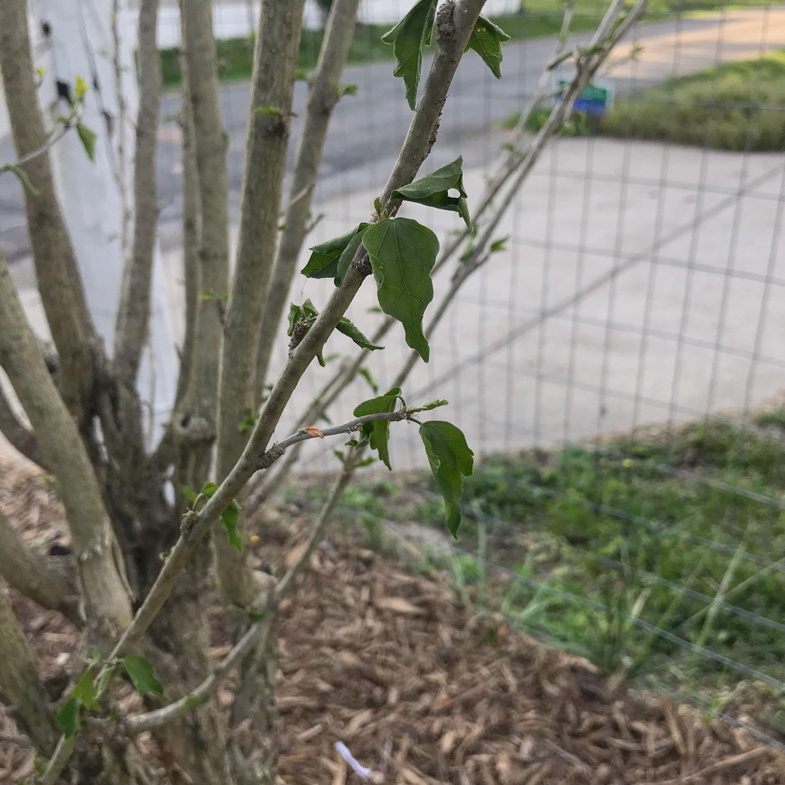 HELP with shrub suffering/dying from transplant shock. Details inside