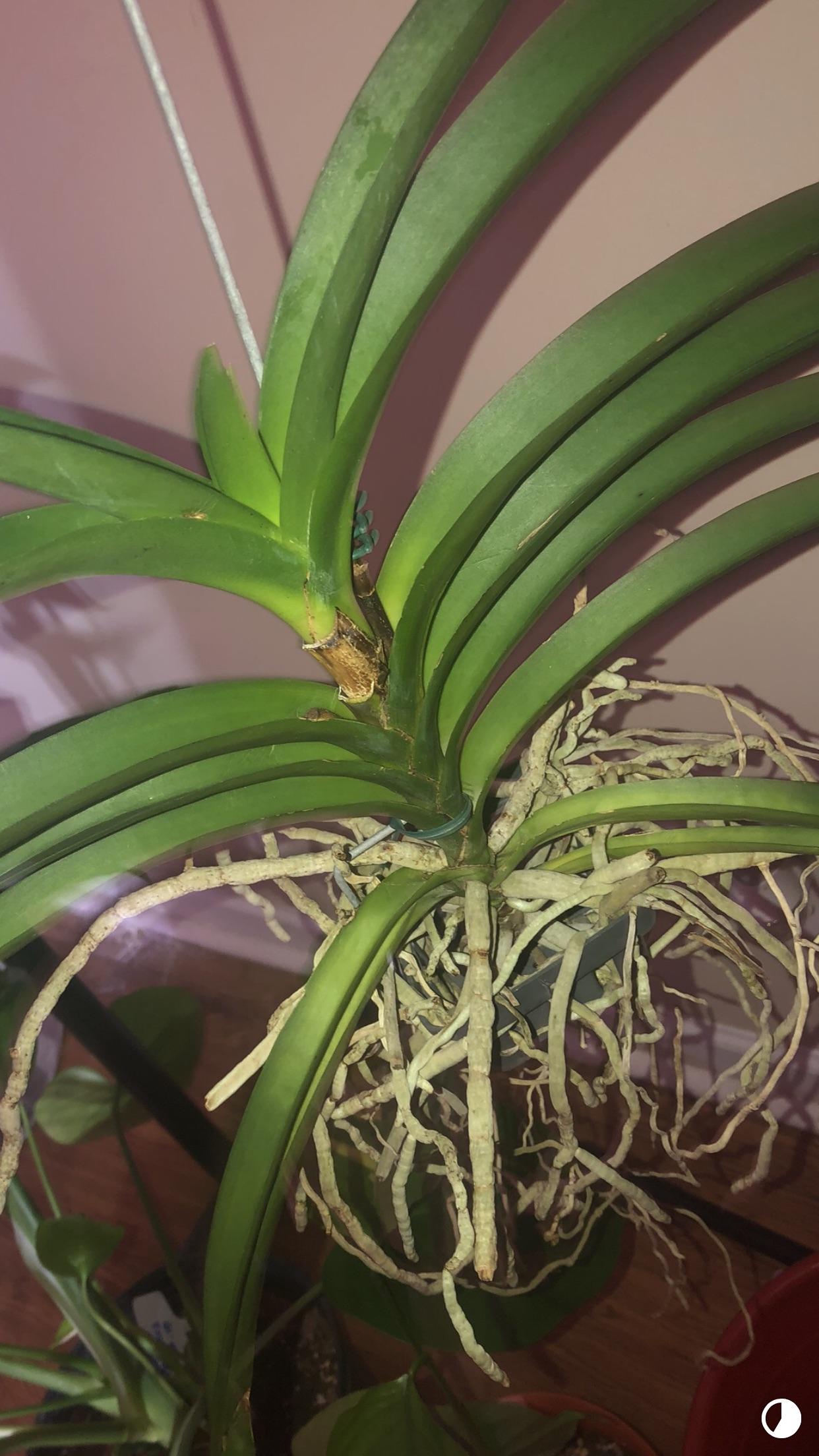 What’s wrong with my vanda orchid??? Leaves keep falling off 😔 r/whatsthisplant