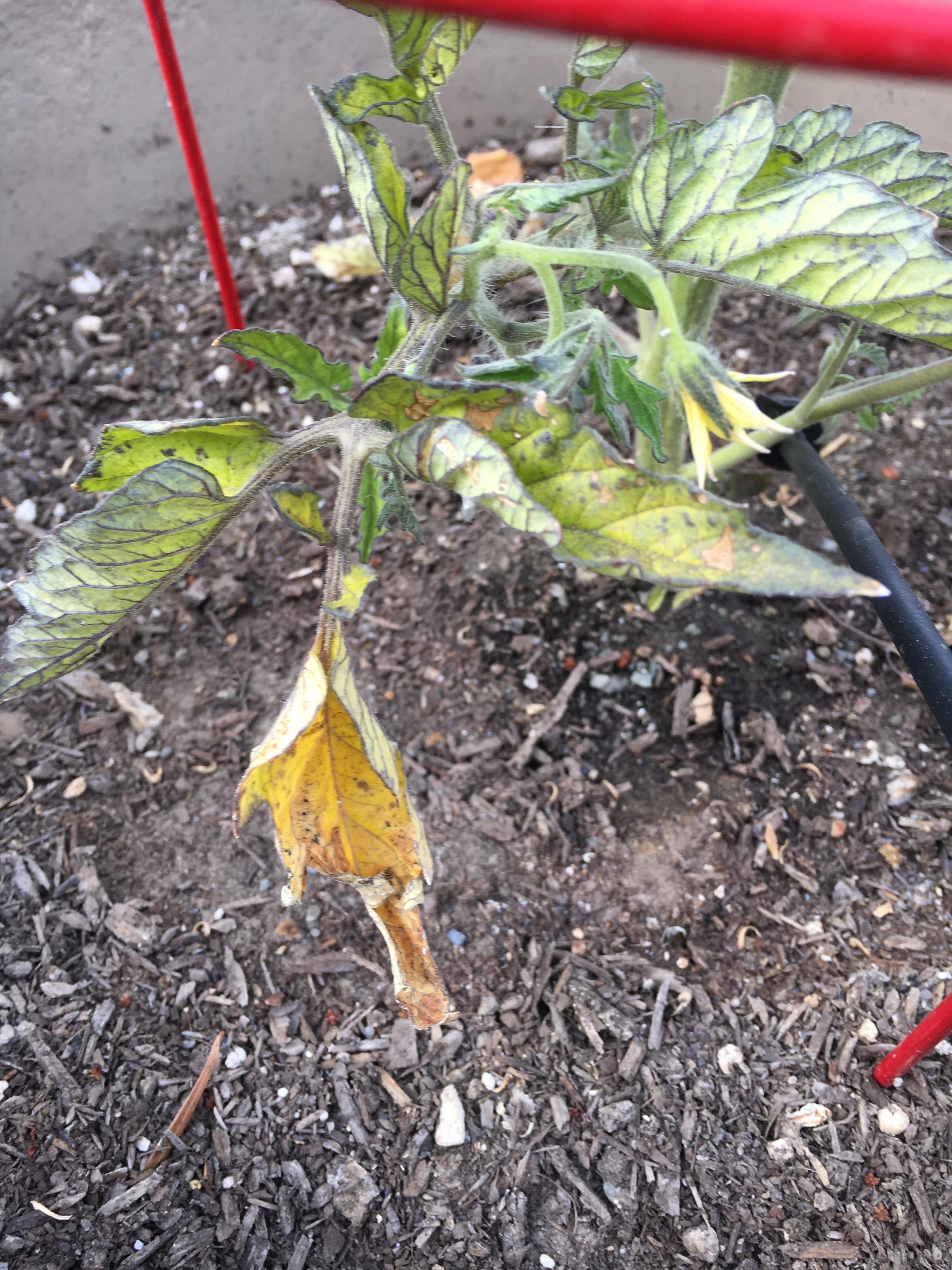 Please help me identify my tomato problem! Zone 9b/10a r/gardening
