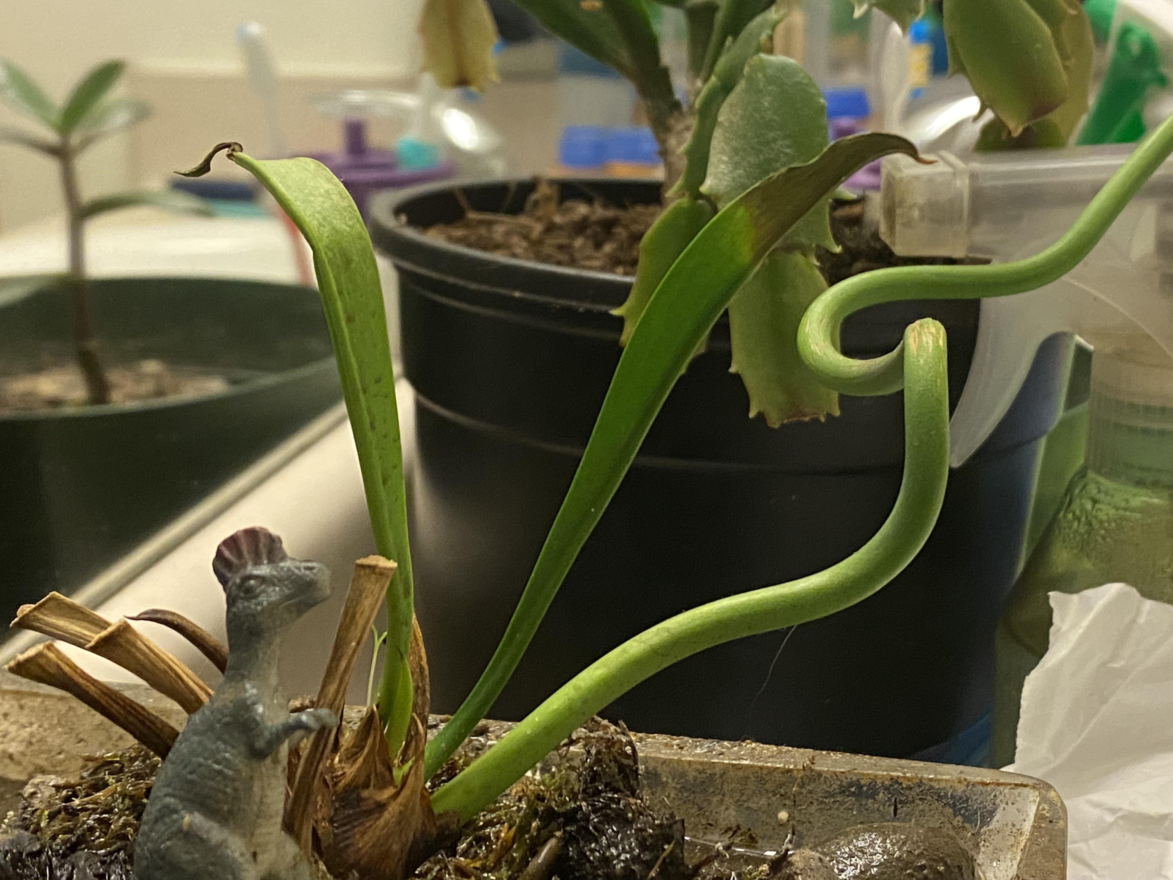 Pitcher plant leaves are turning brown and wilting r/plantclinic