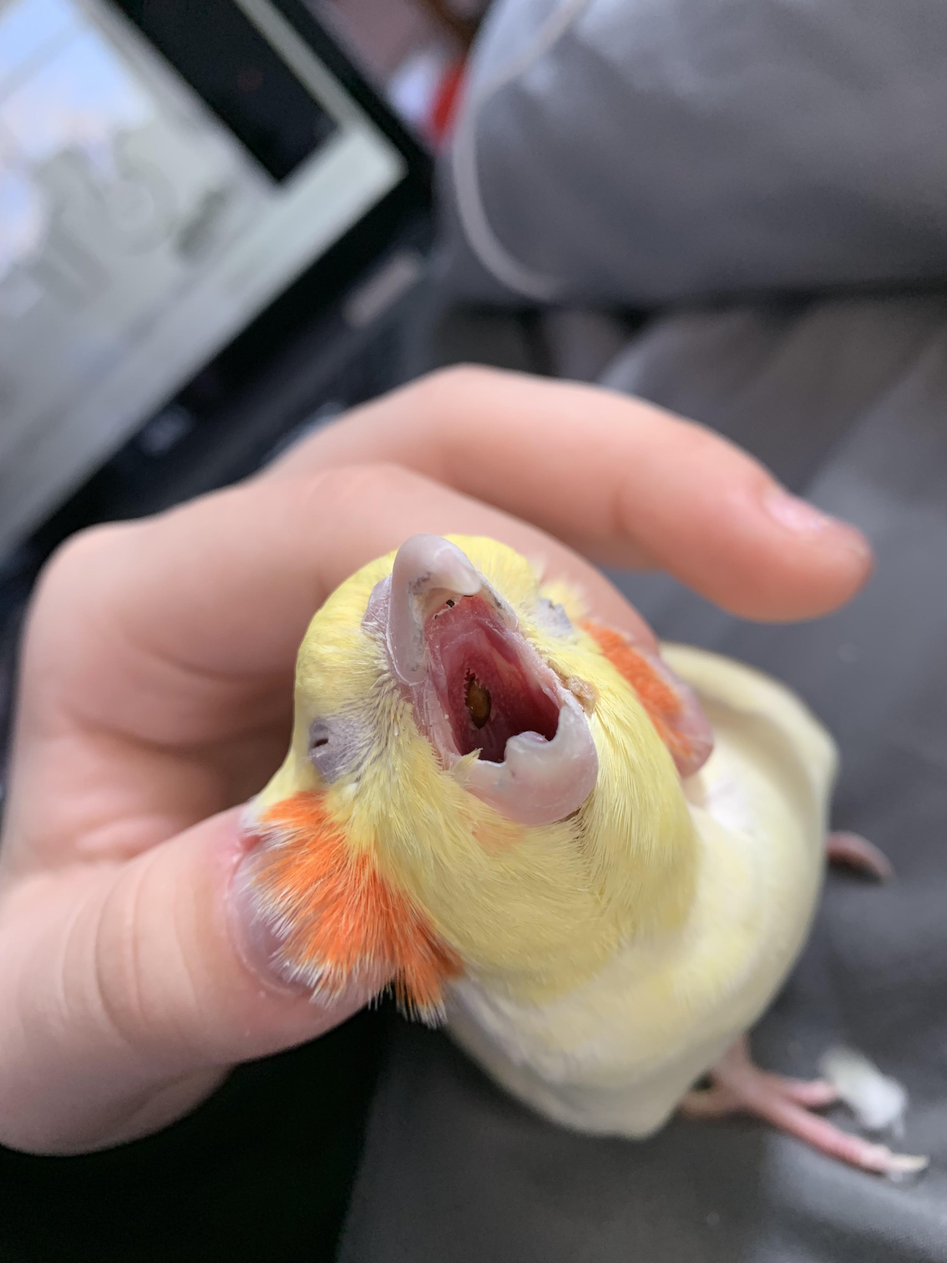 6 best u/spacequeer images on Pholder Cockatiel, Absolutelynotme Irl