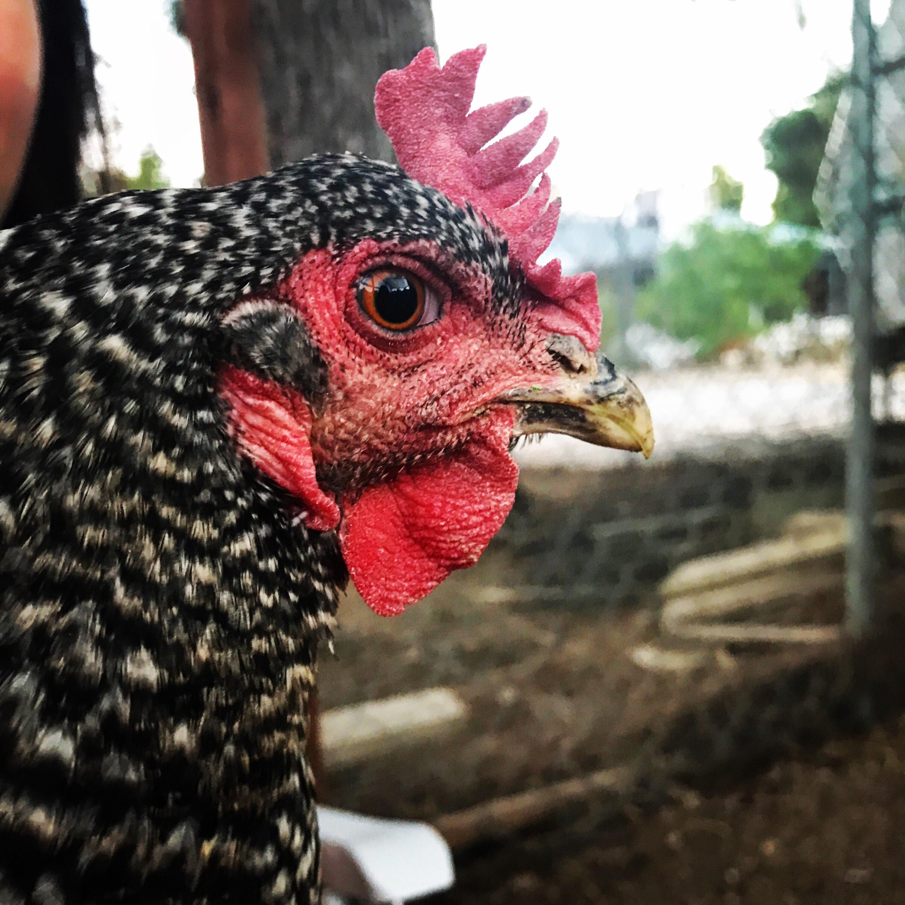 Bard the Barred Rock, aka my broody girl r/BackYardChickens