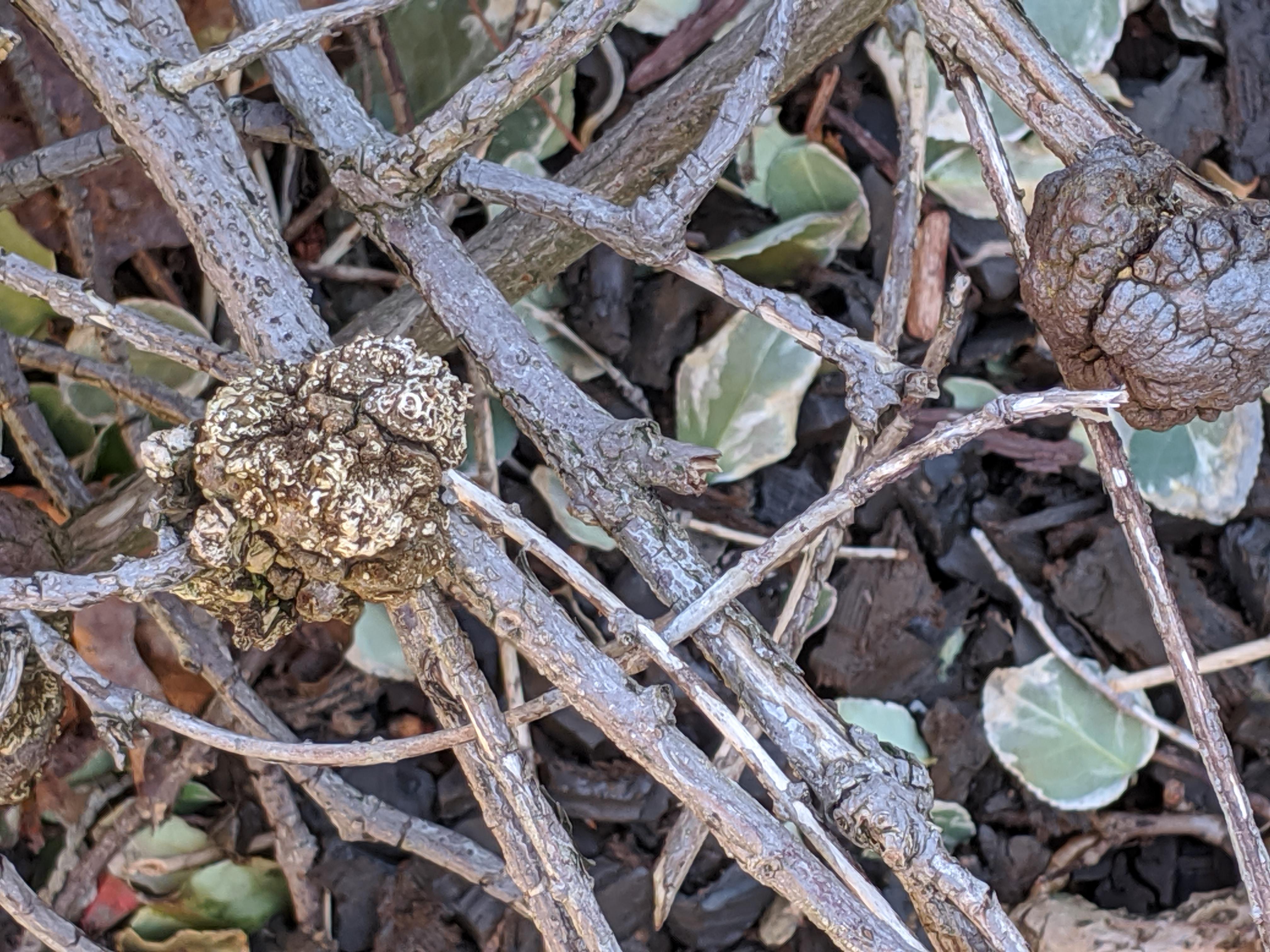 What's Eating My Euonymus Leaves at Amanda Peterson blog