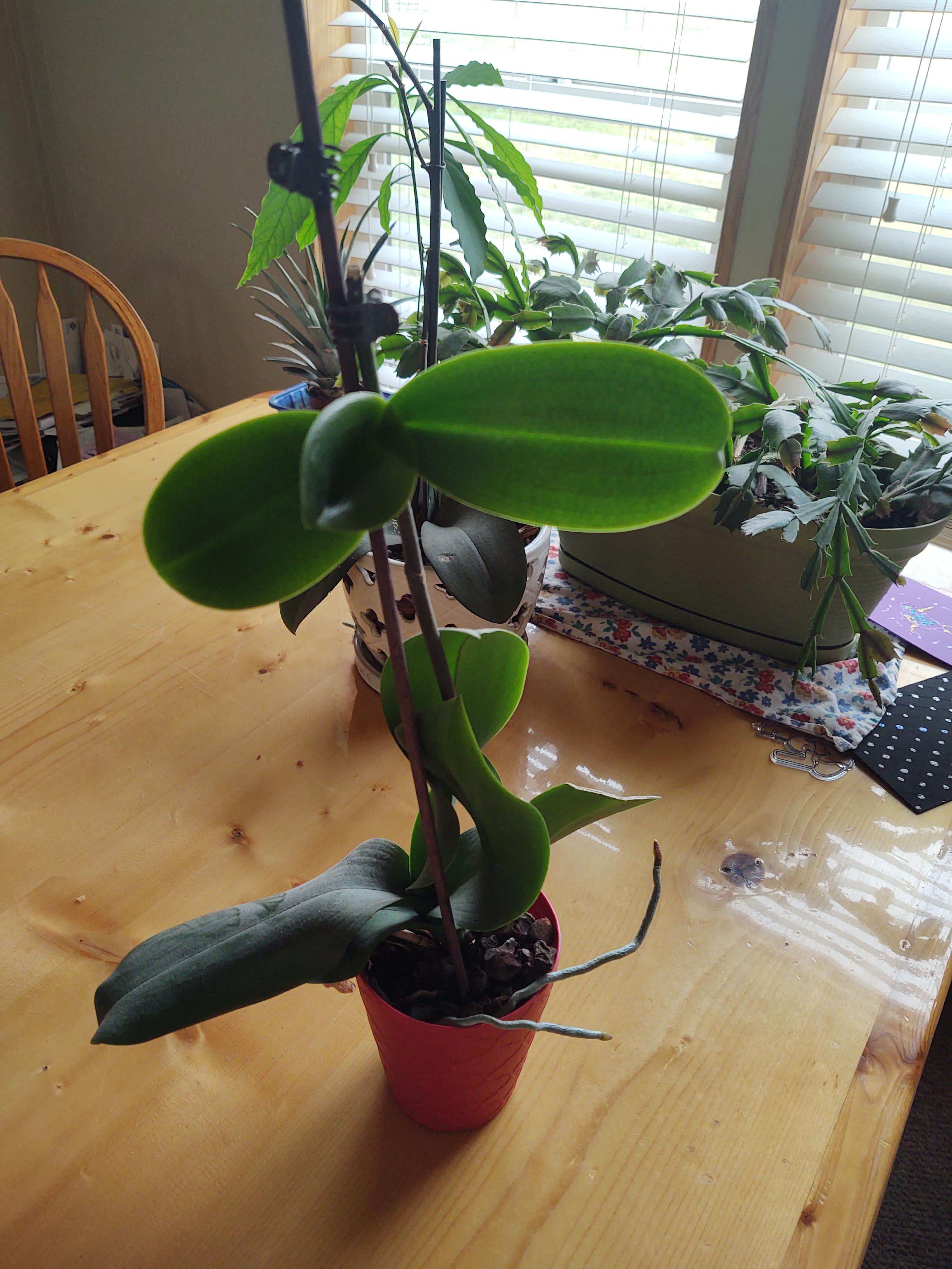 One of our orchids put a pup out on its flower stem we are curious if