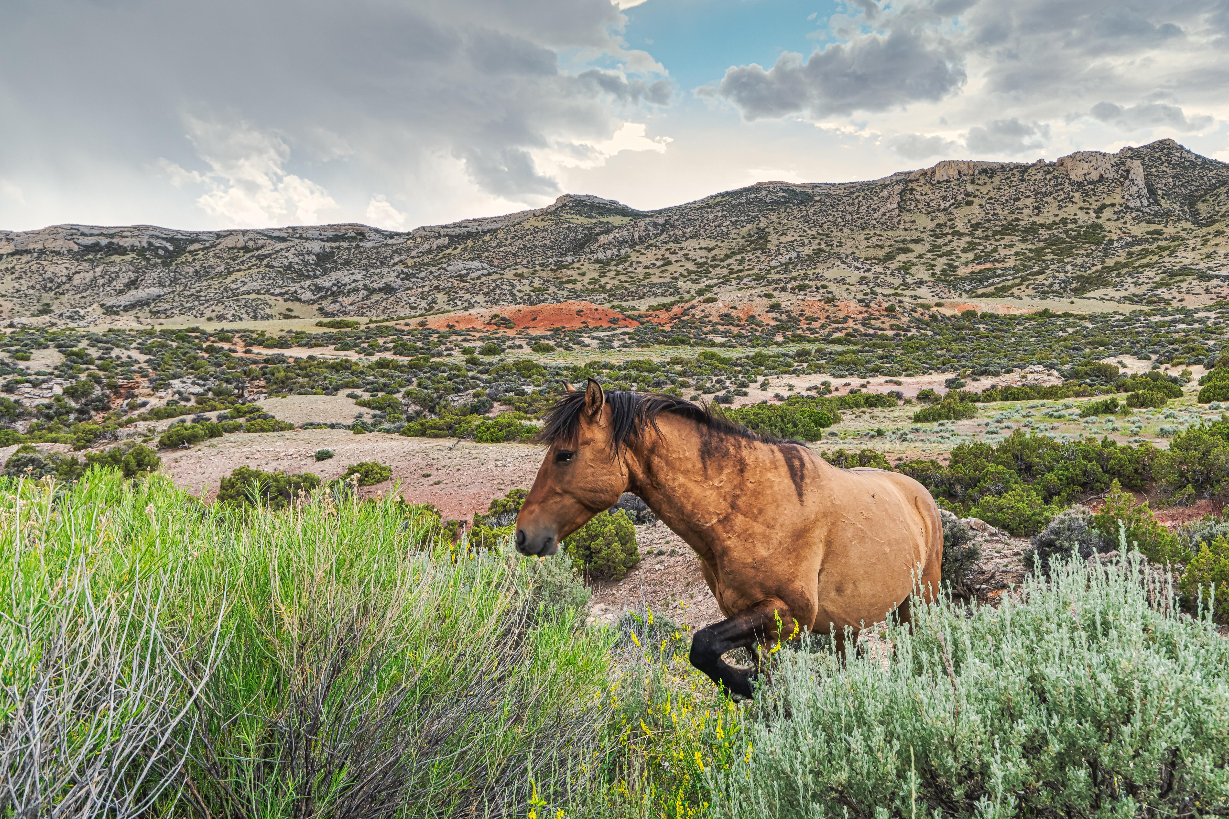 ITAP of a wild stallion emerging on the landscape of the Pryor