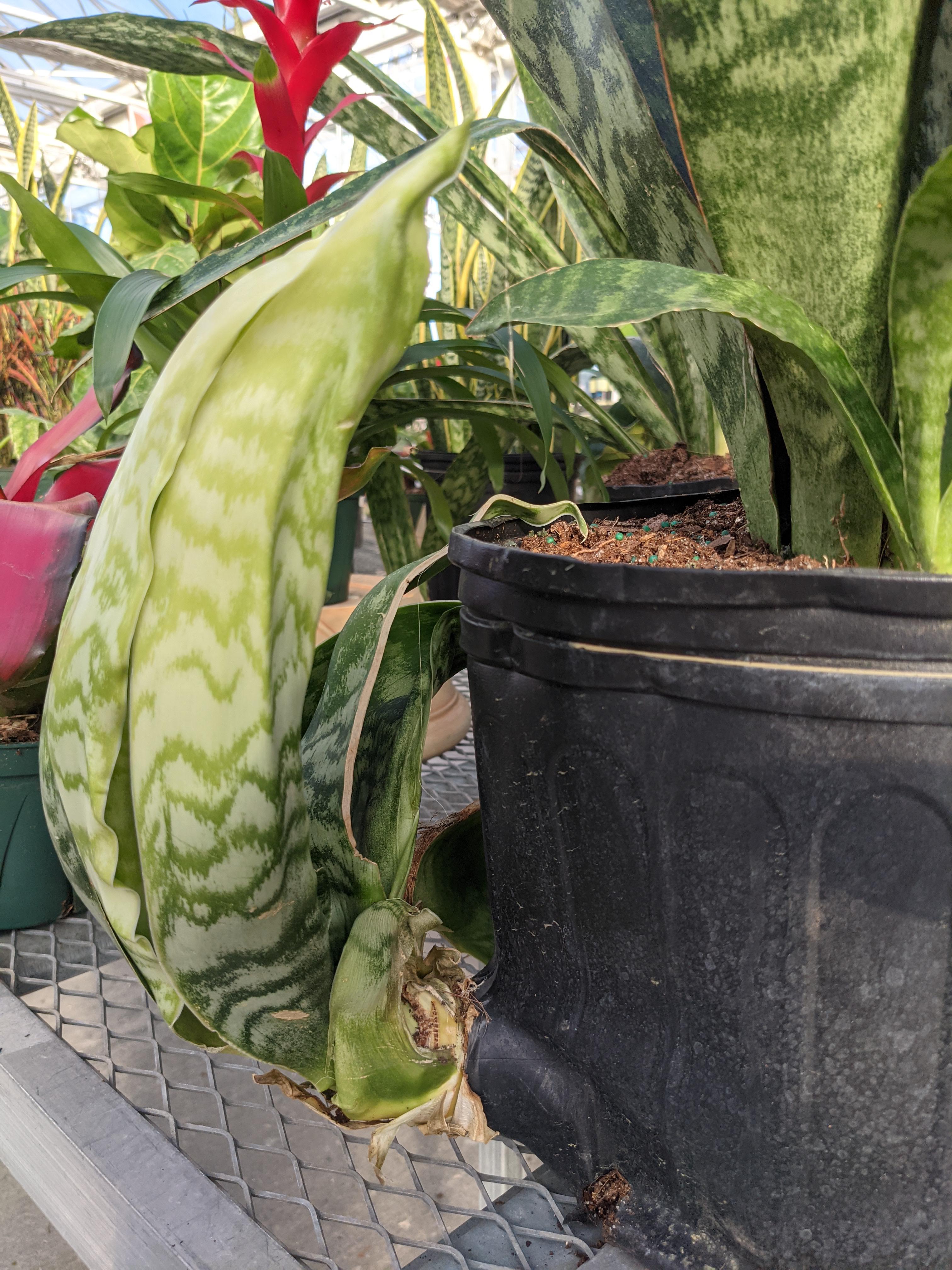 Seen this at a nursery in Kansas City! He's trying to escape! r