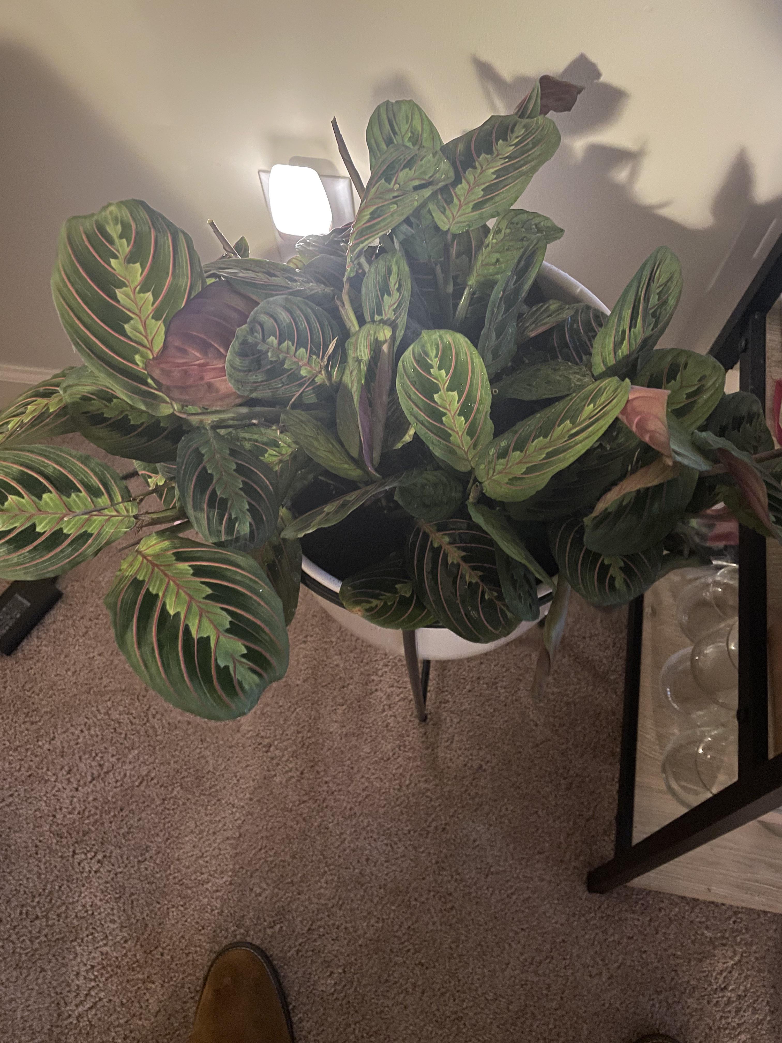 10 best u/chzboi images on Pholder Tim Dillon, Malelivingspace and