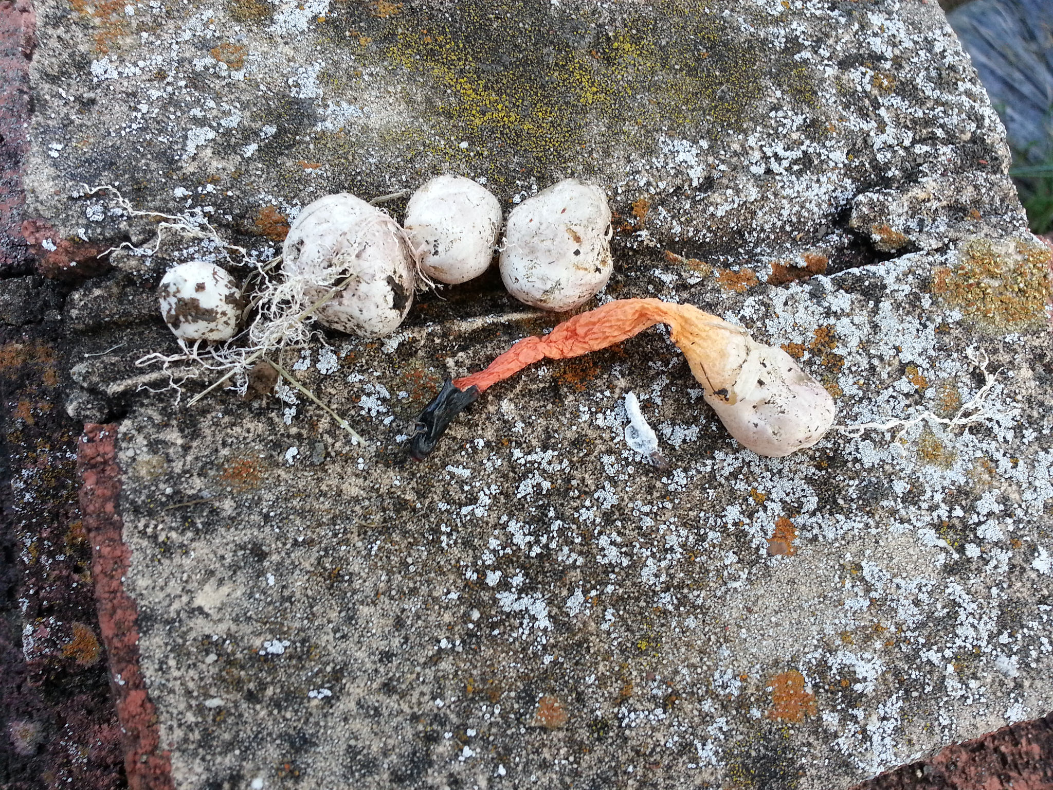 Digging in my mulch / flower bed and discovered these. Not sure if they