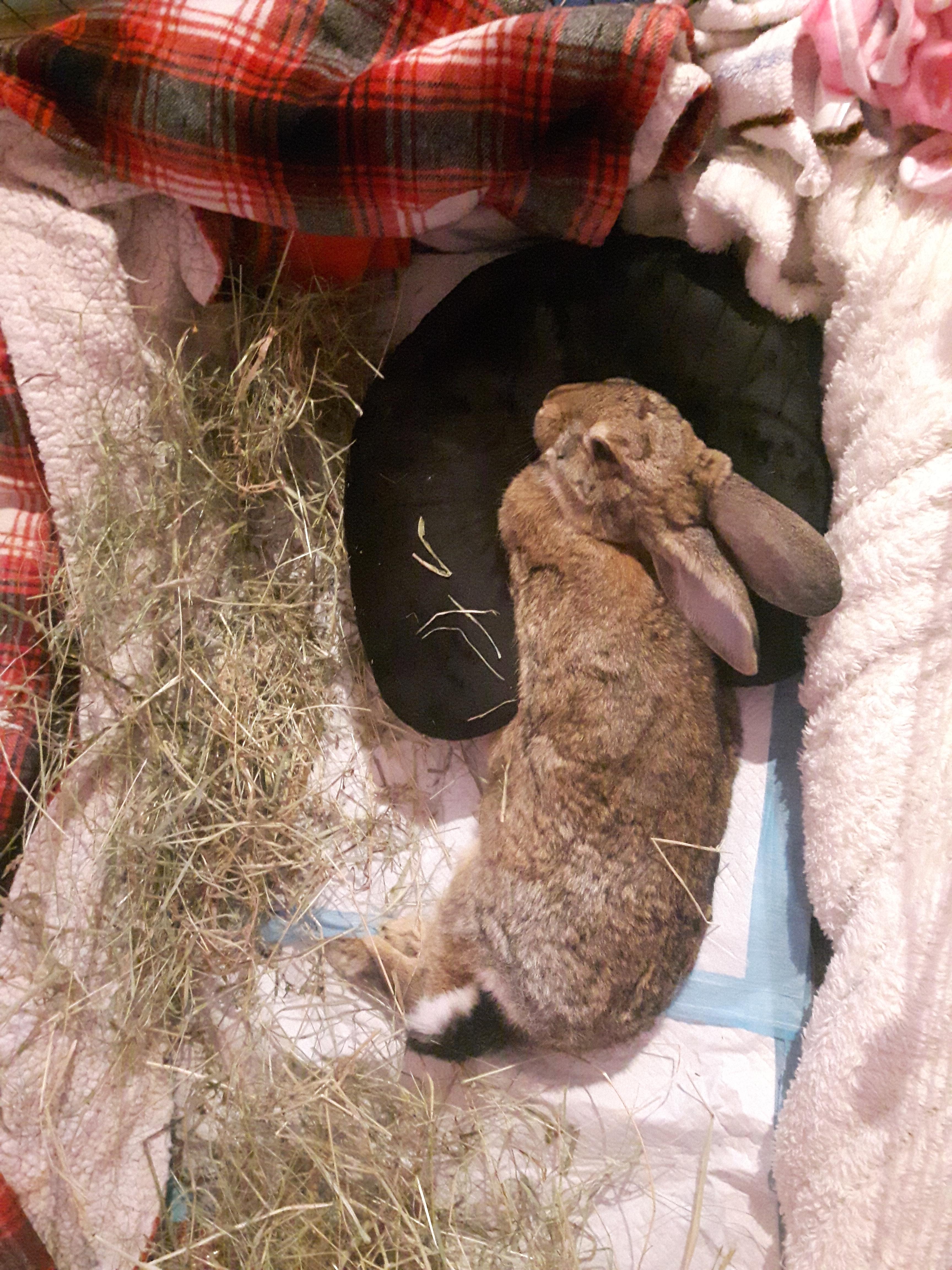 The last picture I have of Hazel before she passed away yesterday evening r/Rabbits