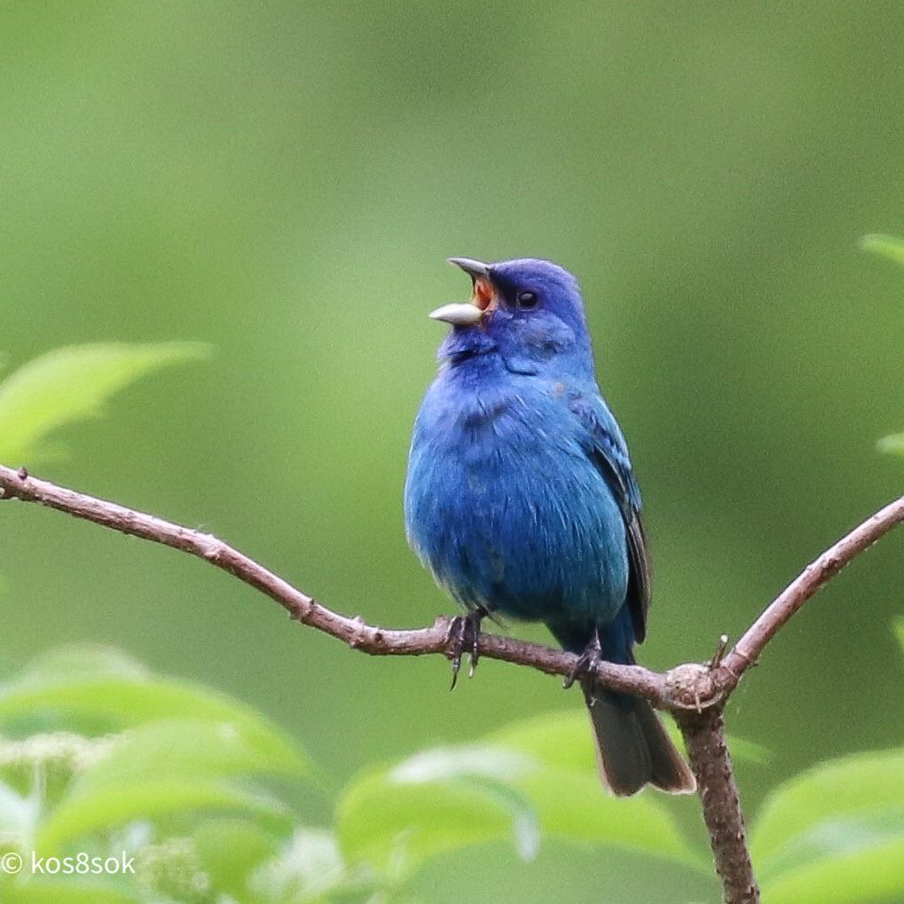 Indigo Bunting in song Raleigh, NC r/birding