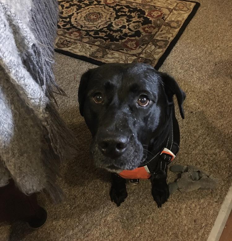 Can’t tell if he loves or hates his new running vest r/Blacklabs