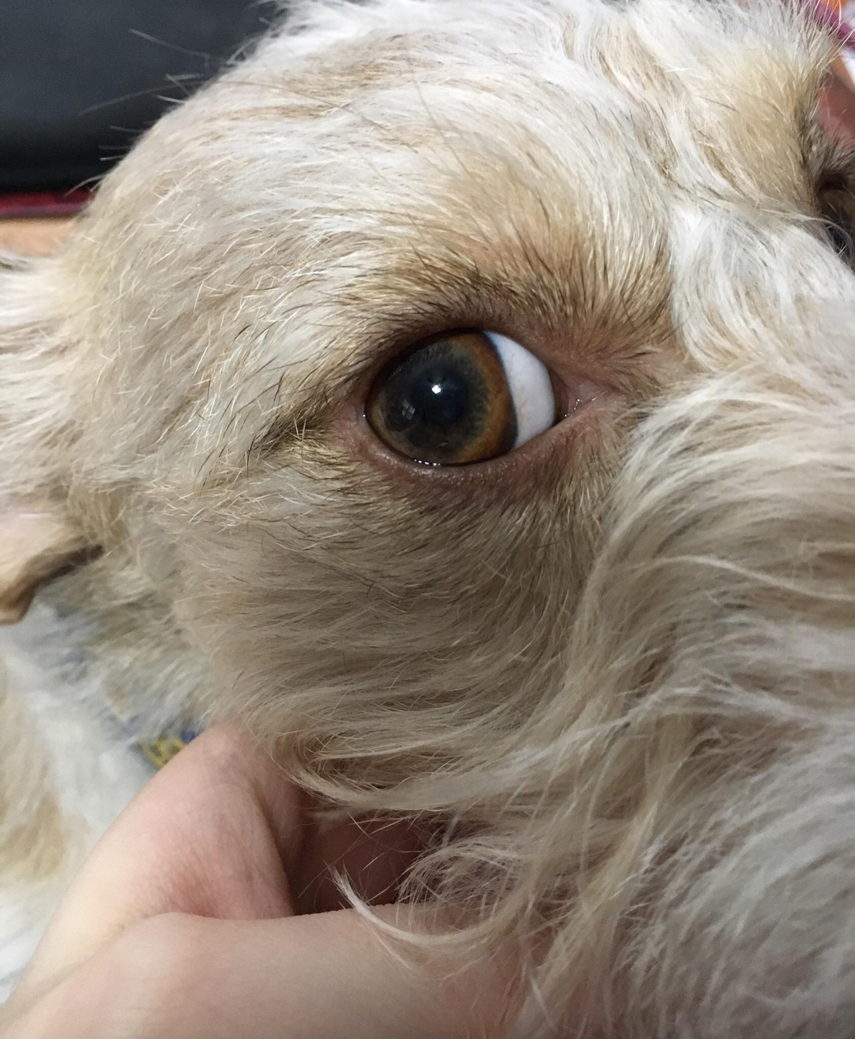 My dog’s irises aren’t completely round r/mildlyinteresting