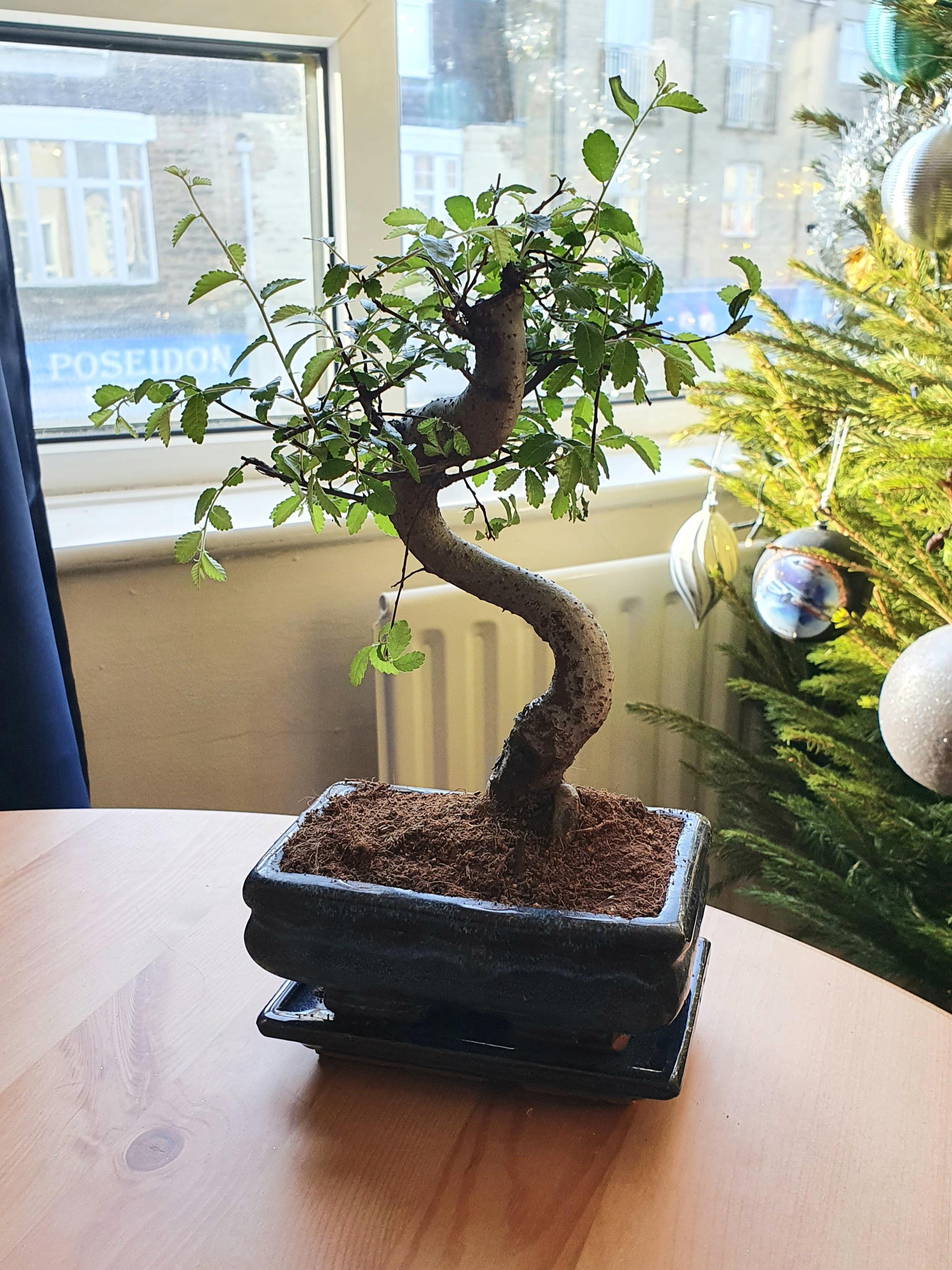 Got my very first bonsai tree today as an early Christmas present and I