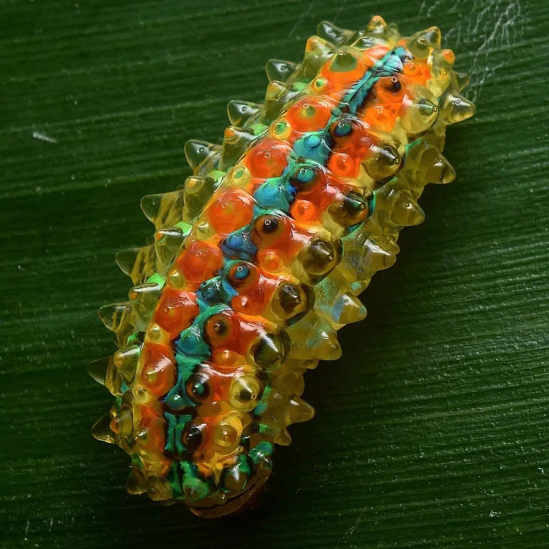 Organic Jelly Bean r/forbiddensnacks