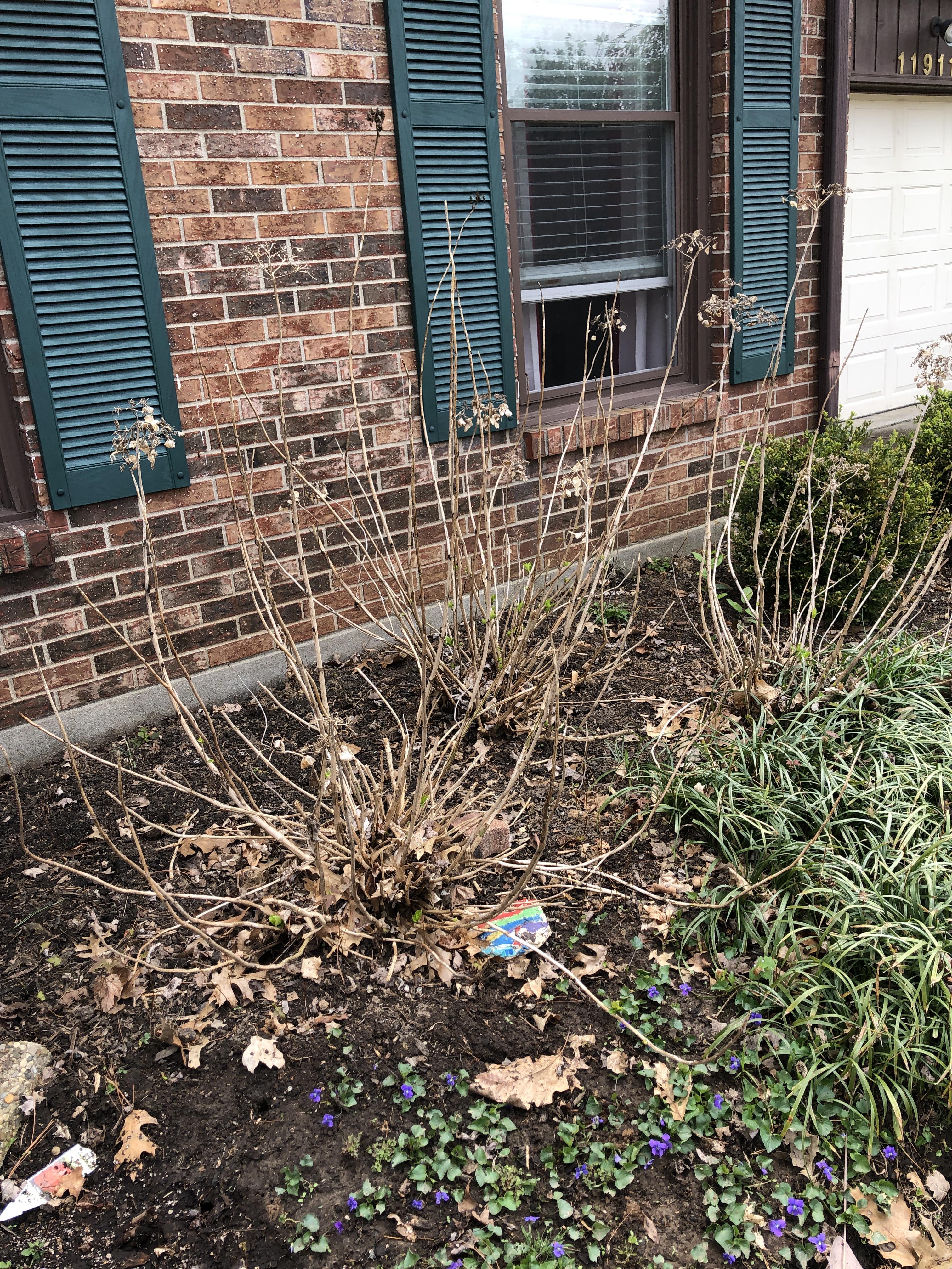 Are we supposed to cut down the dead hydrangeas before spring? r