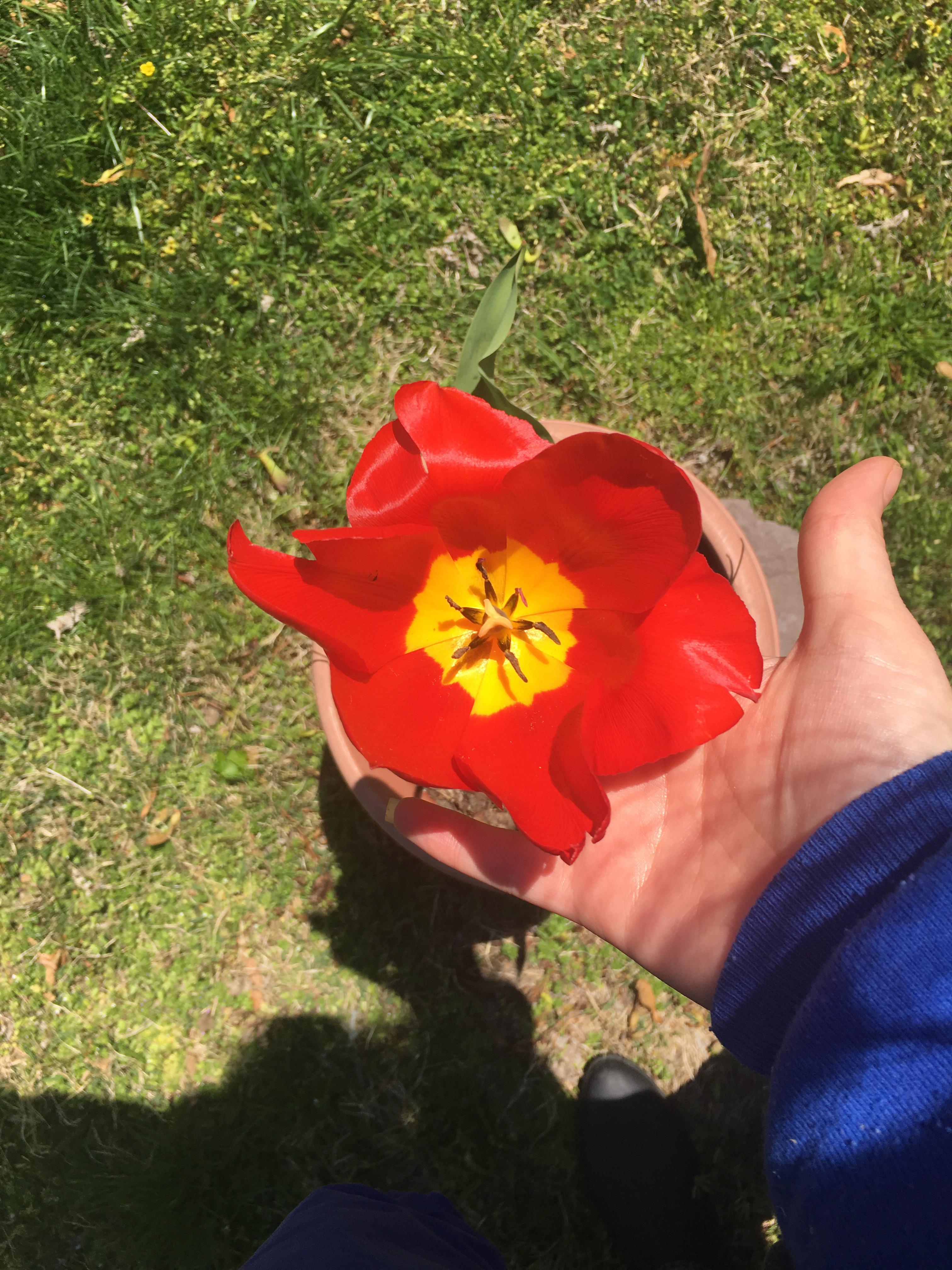 lil tulip friend r/gardening