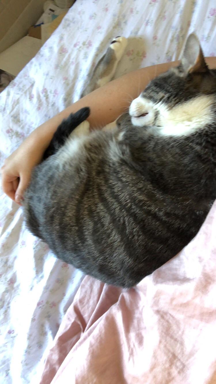 someone broke into my apartment and stole my cat, alongside several