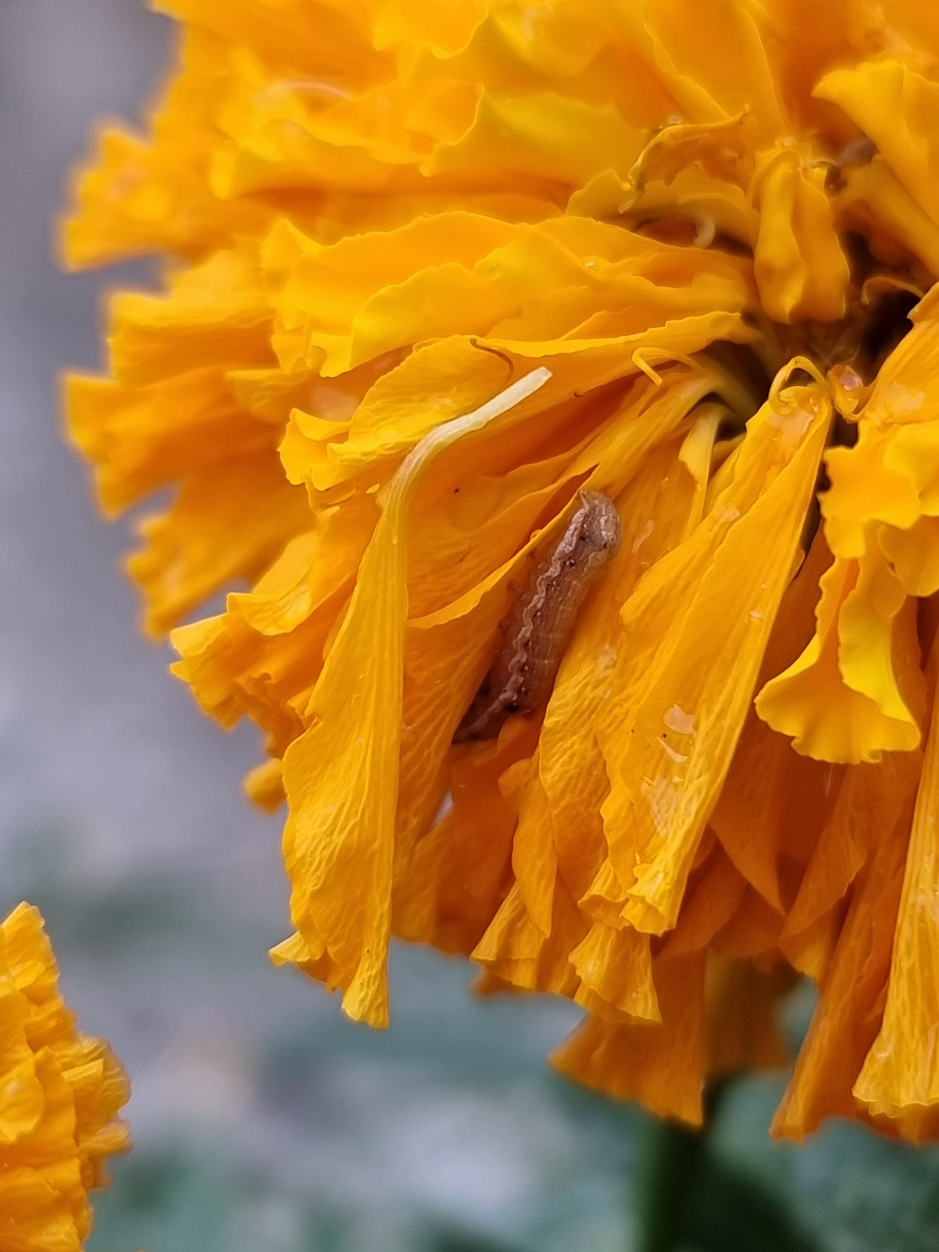 What's this on my marigolds? I found them eating my plants and there