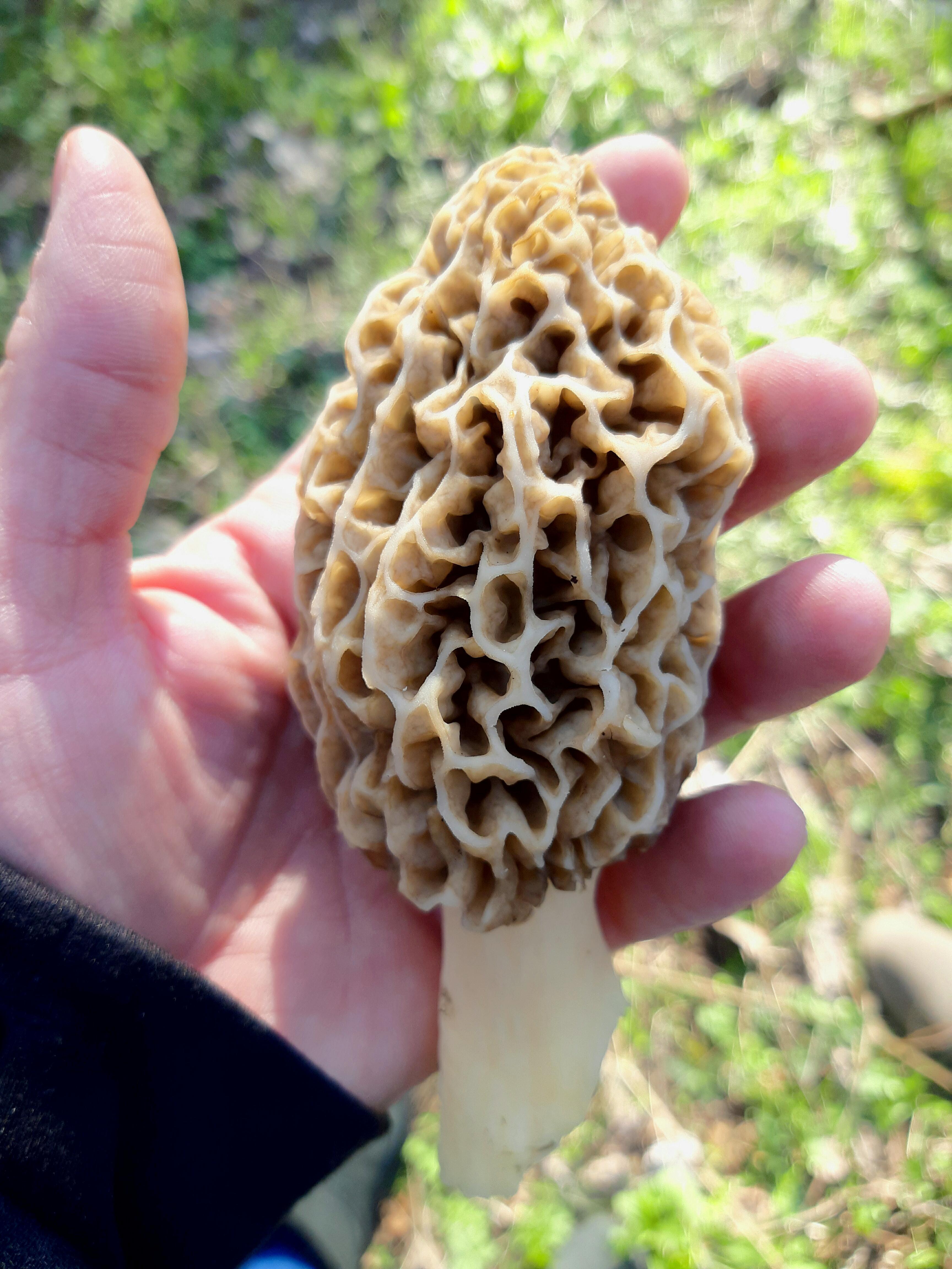 Easten Ohio r/Morel_Hunting