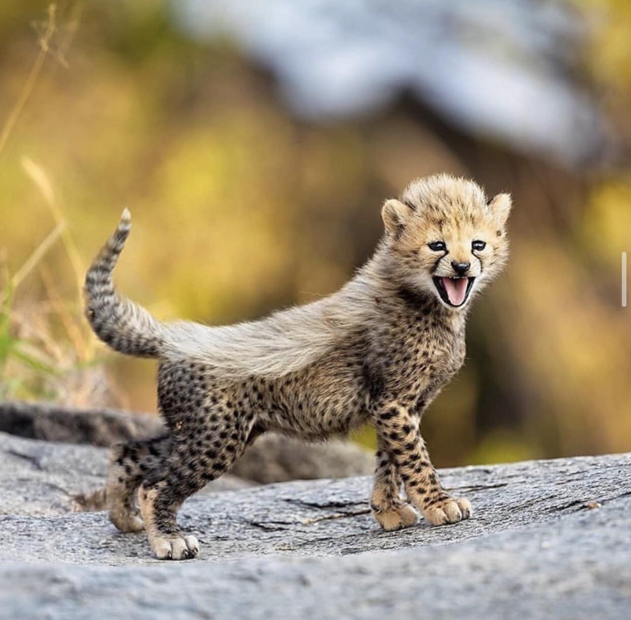 Just a beautiful baby cheetah 😊 r/aww