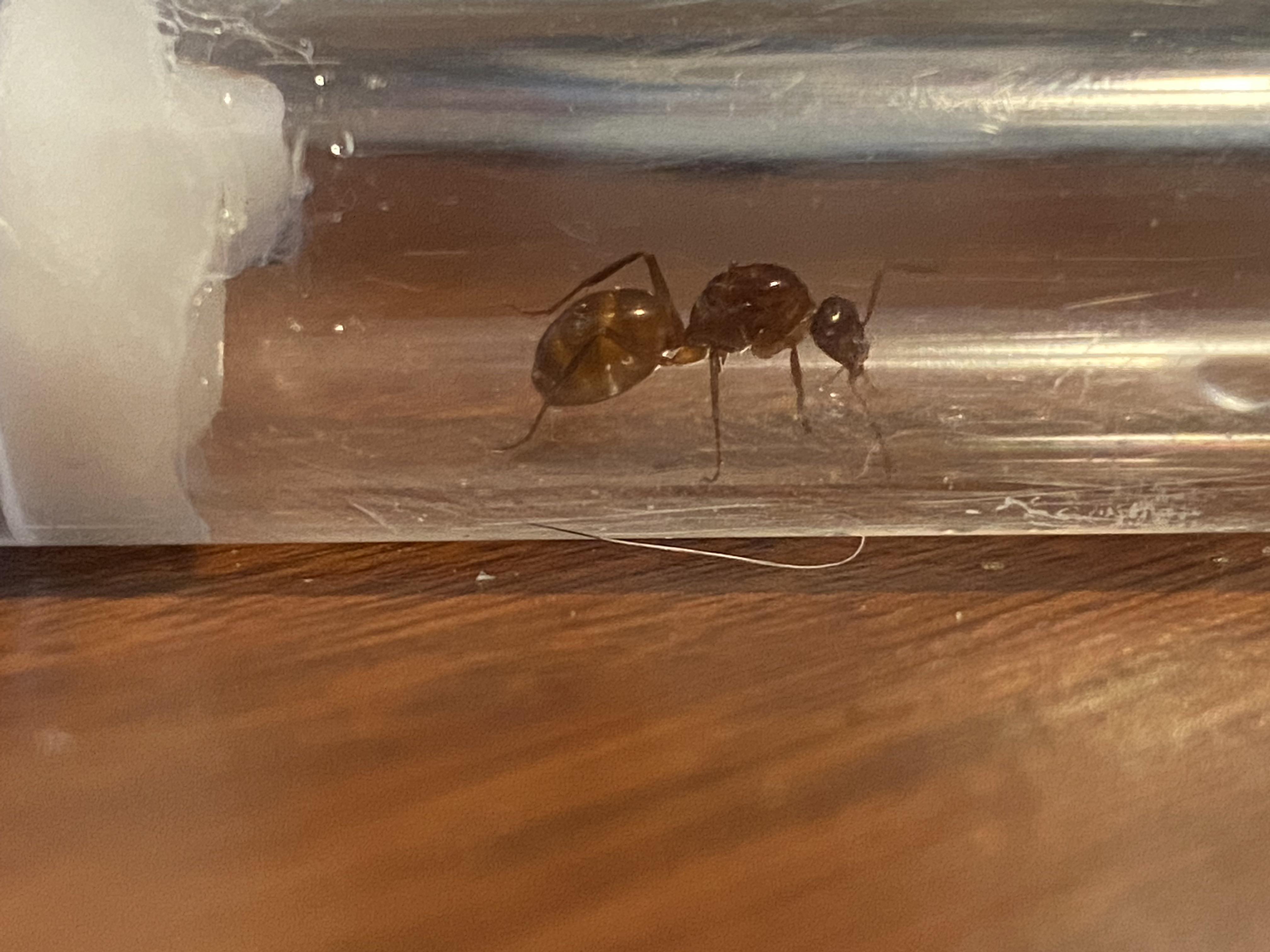Does anyone know a good beginner ant species AntsCanada