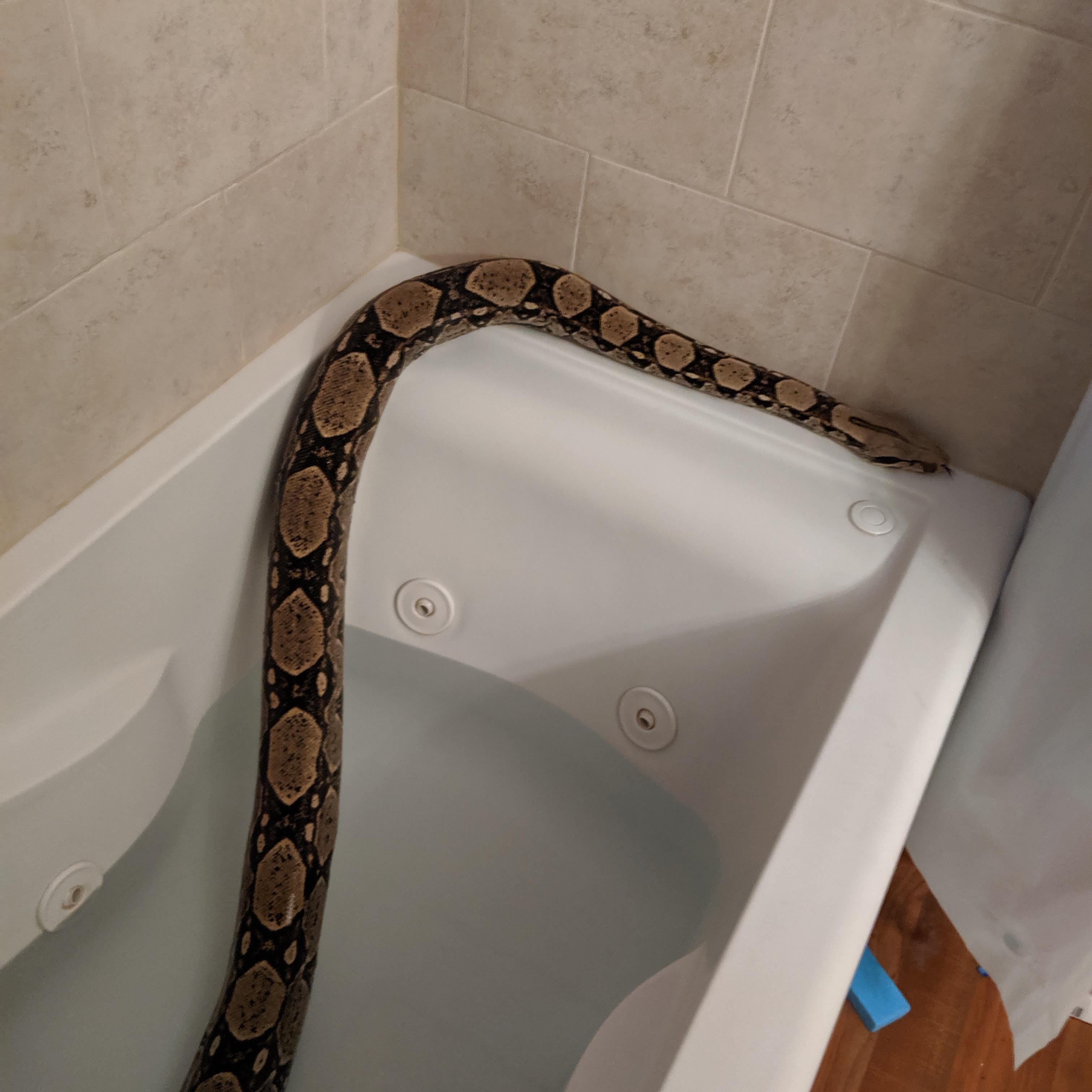 Pool noodle r/snakes