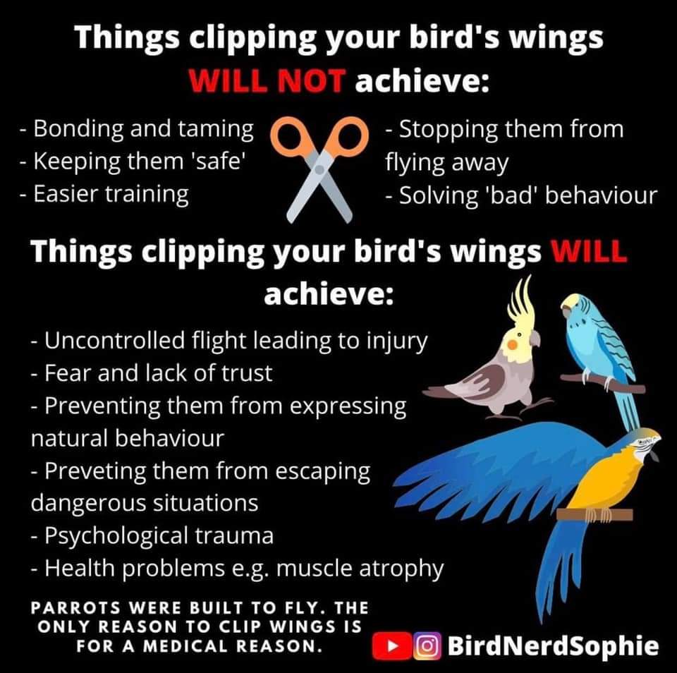 Please DO NOT clip your bird's wings unless it's a medical condition