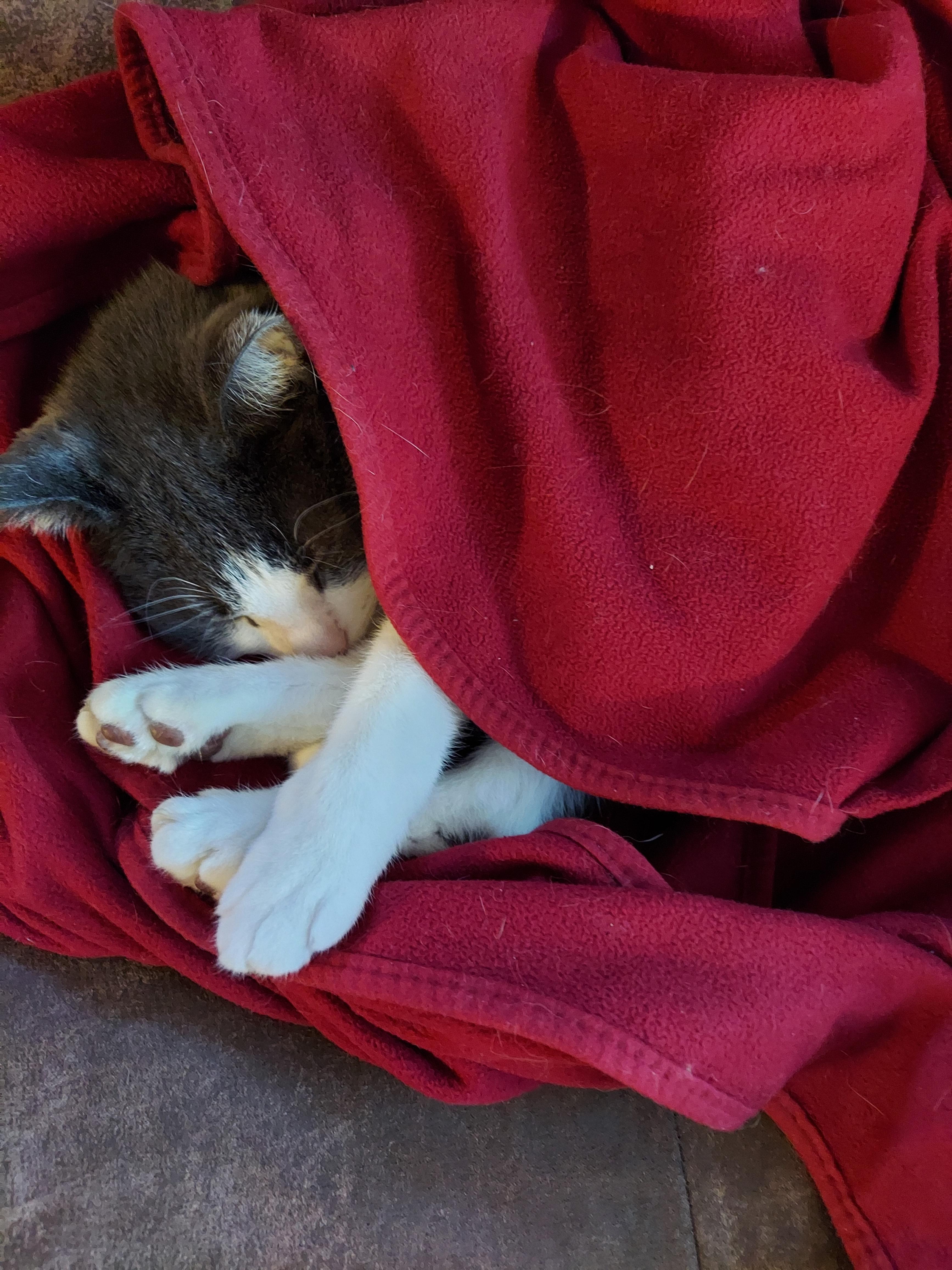 My cat Zoe loves her heated blanket r/aww