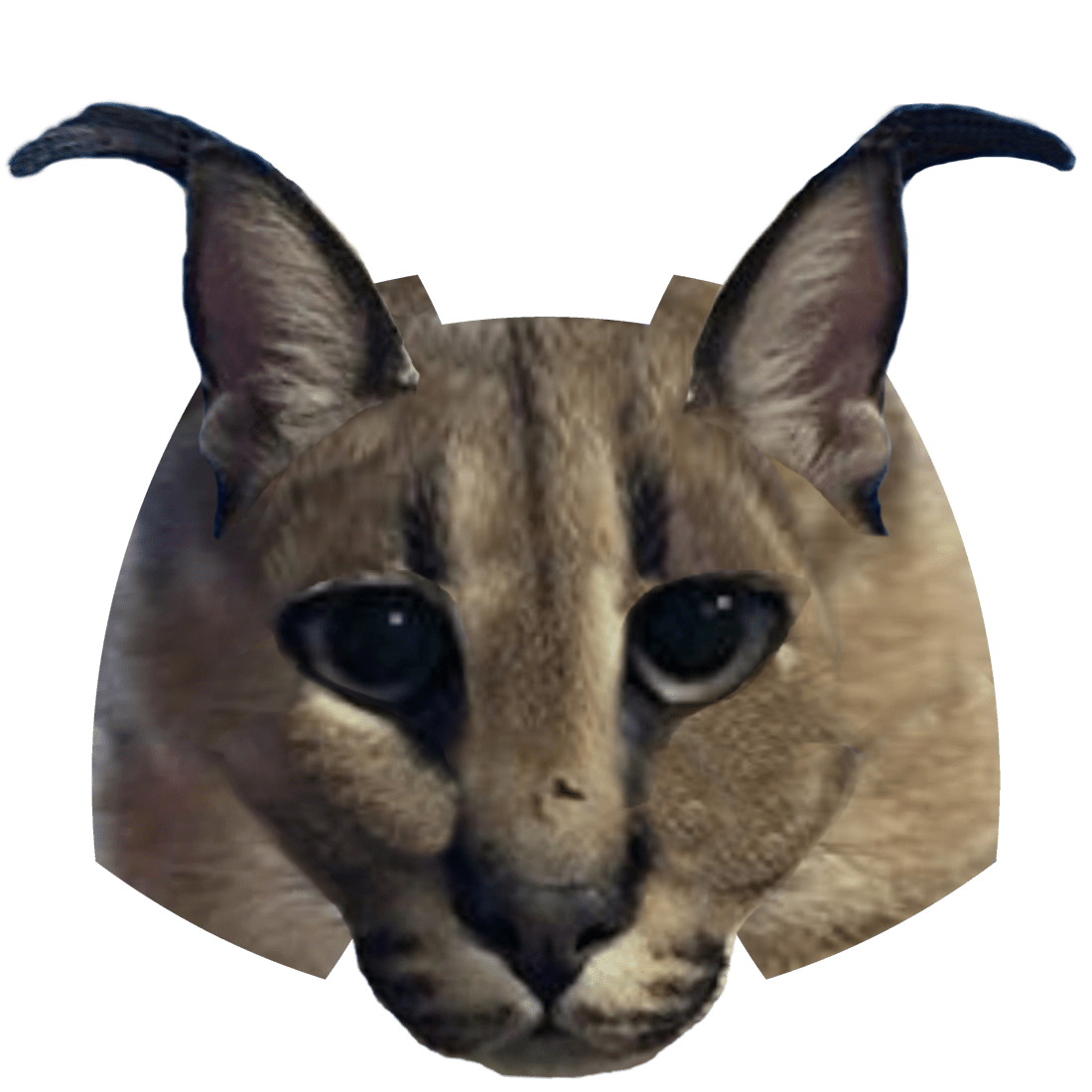 Discord Floppa 😳 r/bigfloppa