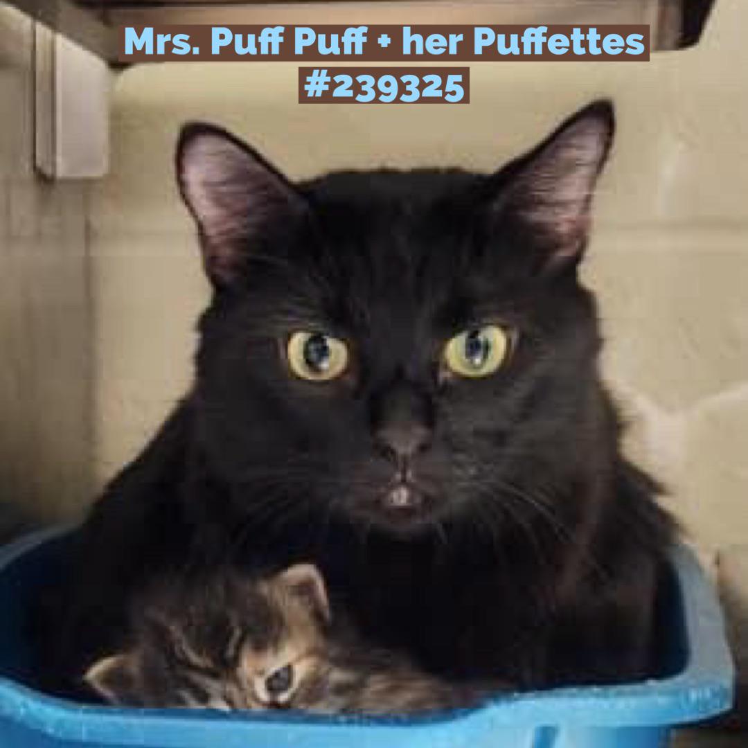 ⭐️Stunning and Elegant Momma Cat ⭐️Needs Rescue/Foster —> currently at