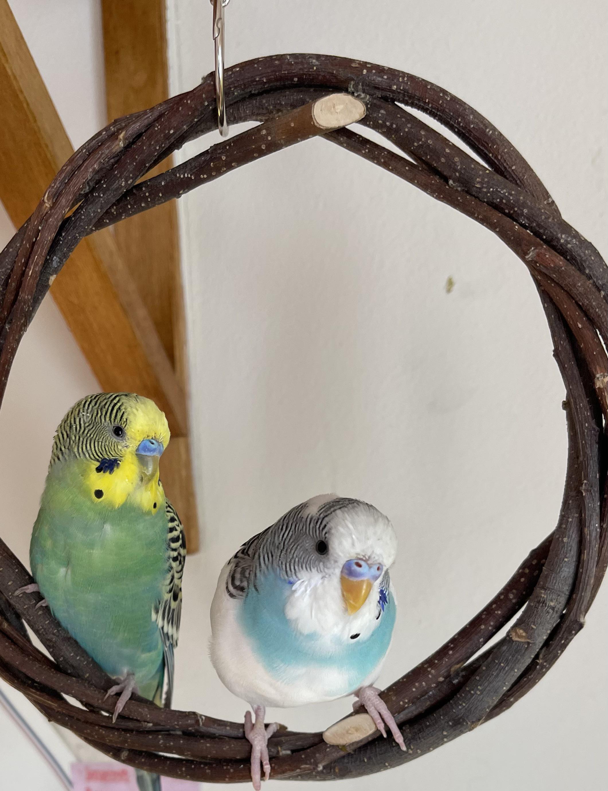 I let my two budgies fly freely around my room all day and put them in