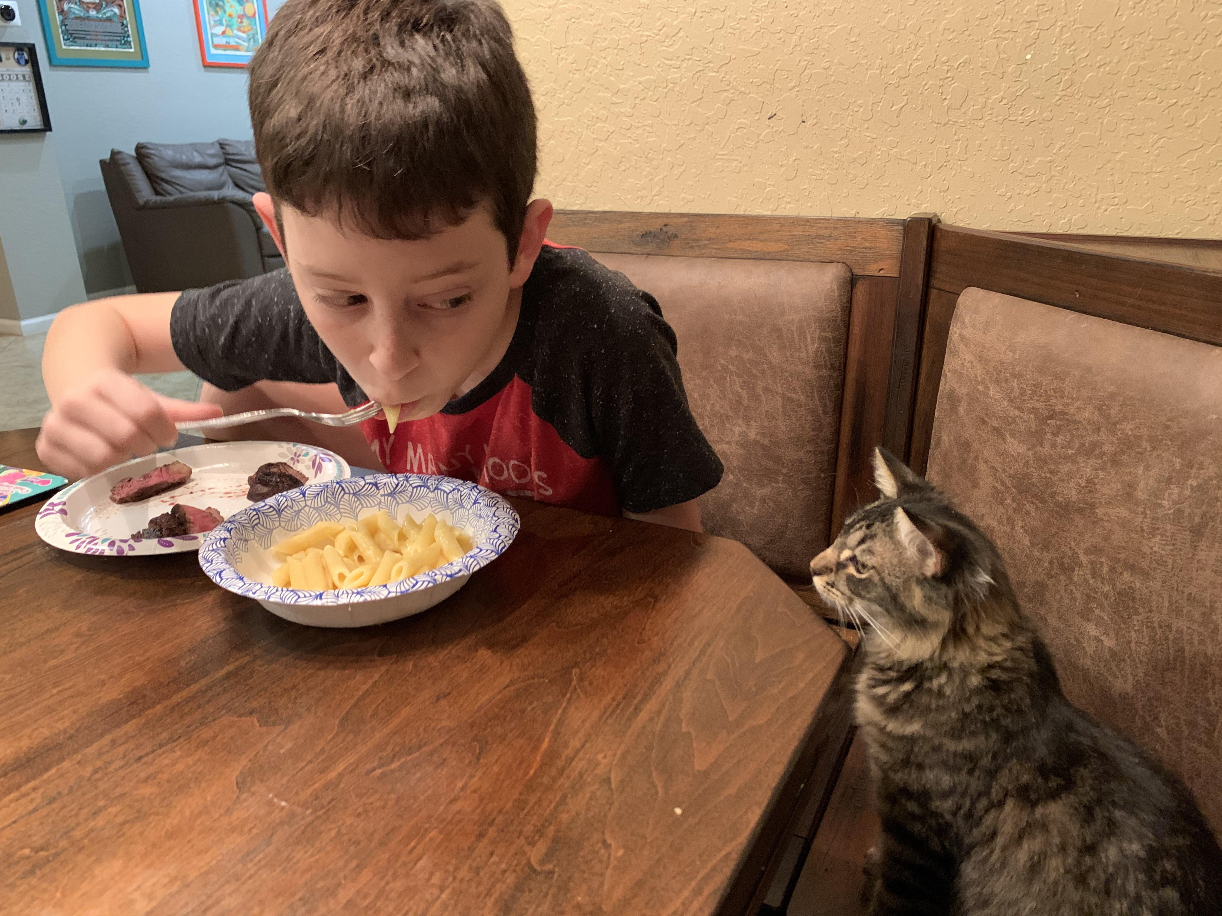 Cathy wants human food! r/Thisismylifemeow