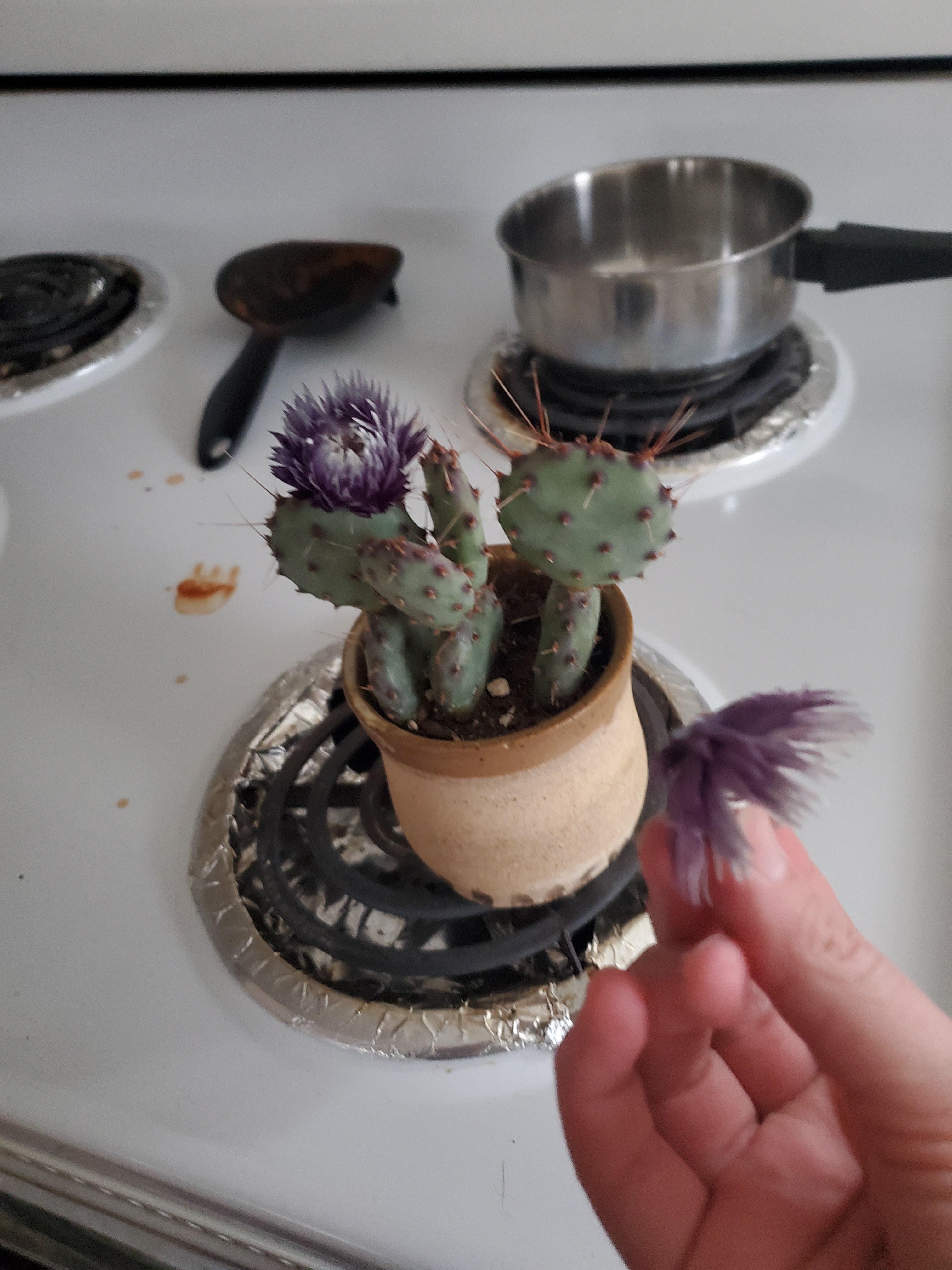 Just realized this cutie had flowers GLUED ON. hes perfect the way he