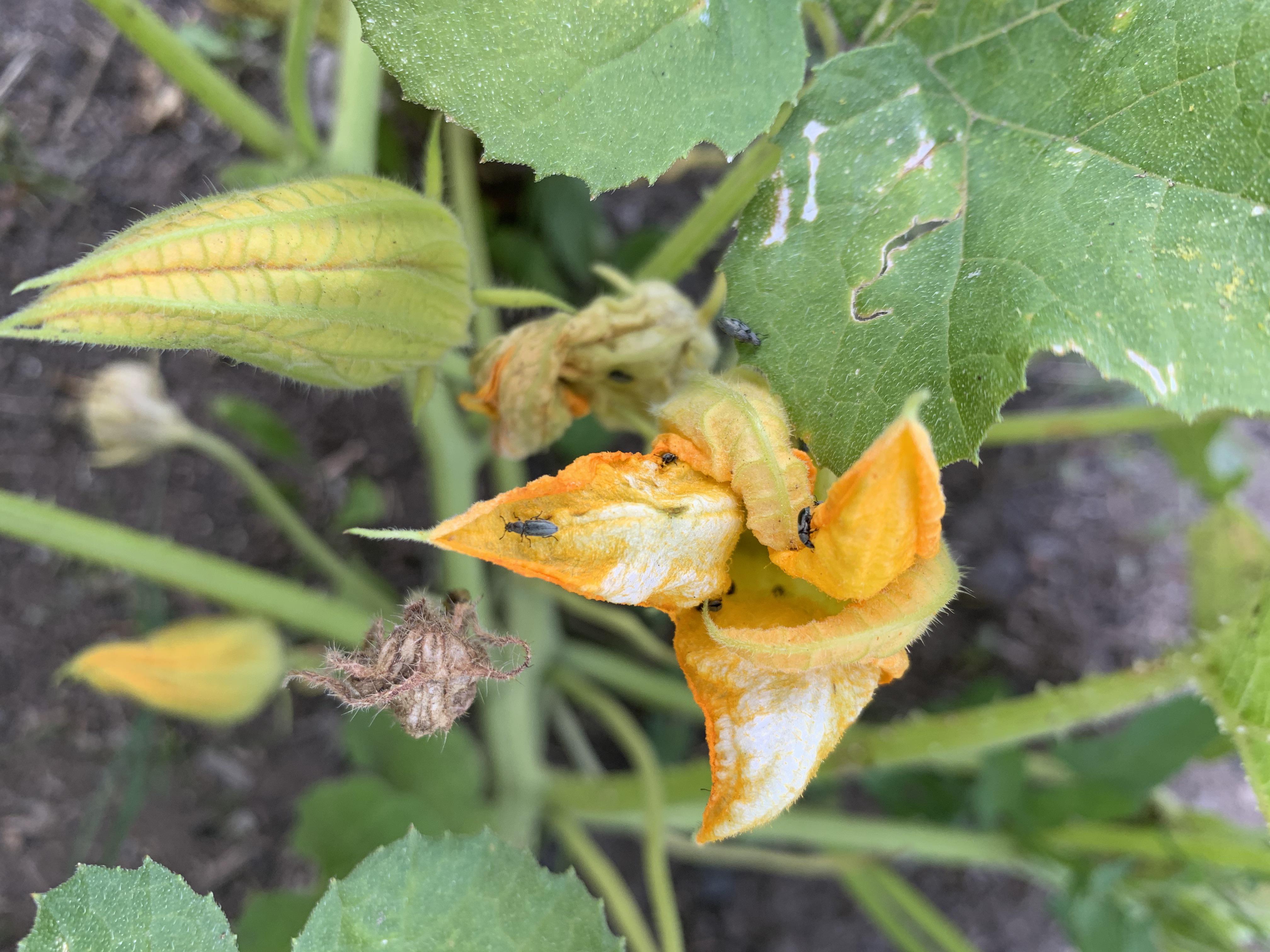 Do these look like squash borer beetles? r/vegetablegardening