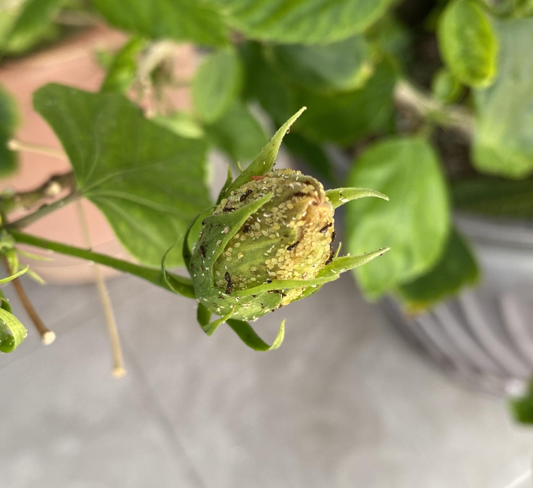 Hibiscus help. Any suggestions on what these are and how to get rid of