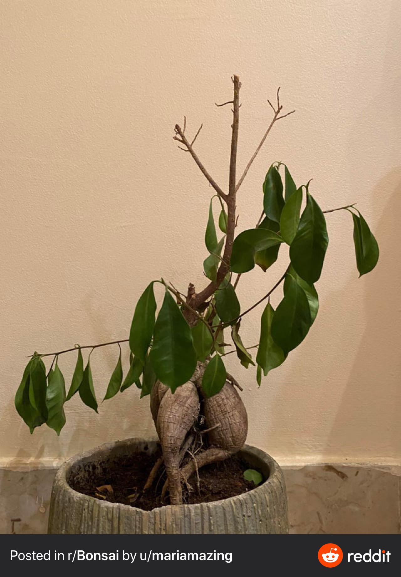 Whys my bonsai wilting and dropping leaves (??? r/plantclinic
