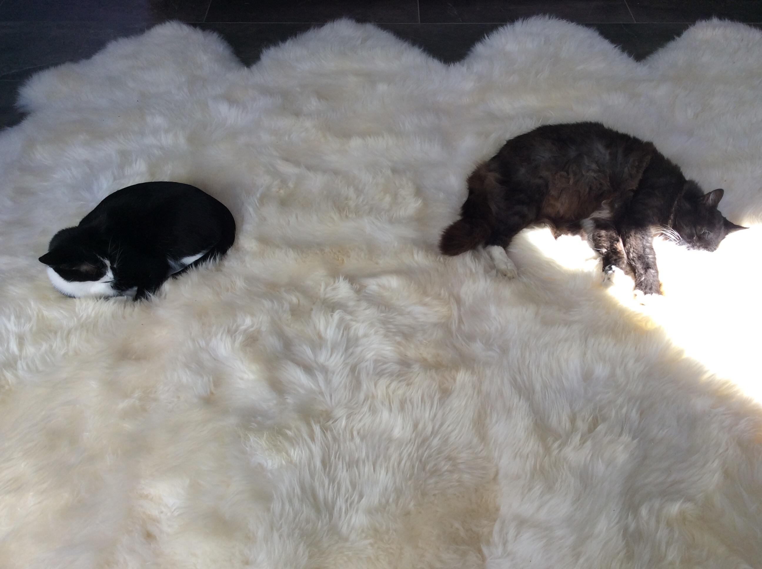 45 degrees outside, so the cats hunker down in the sheepskin rug. r/cat