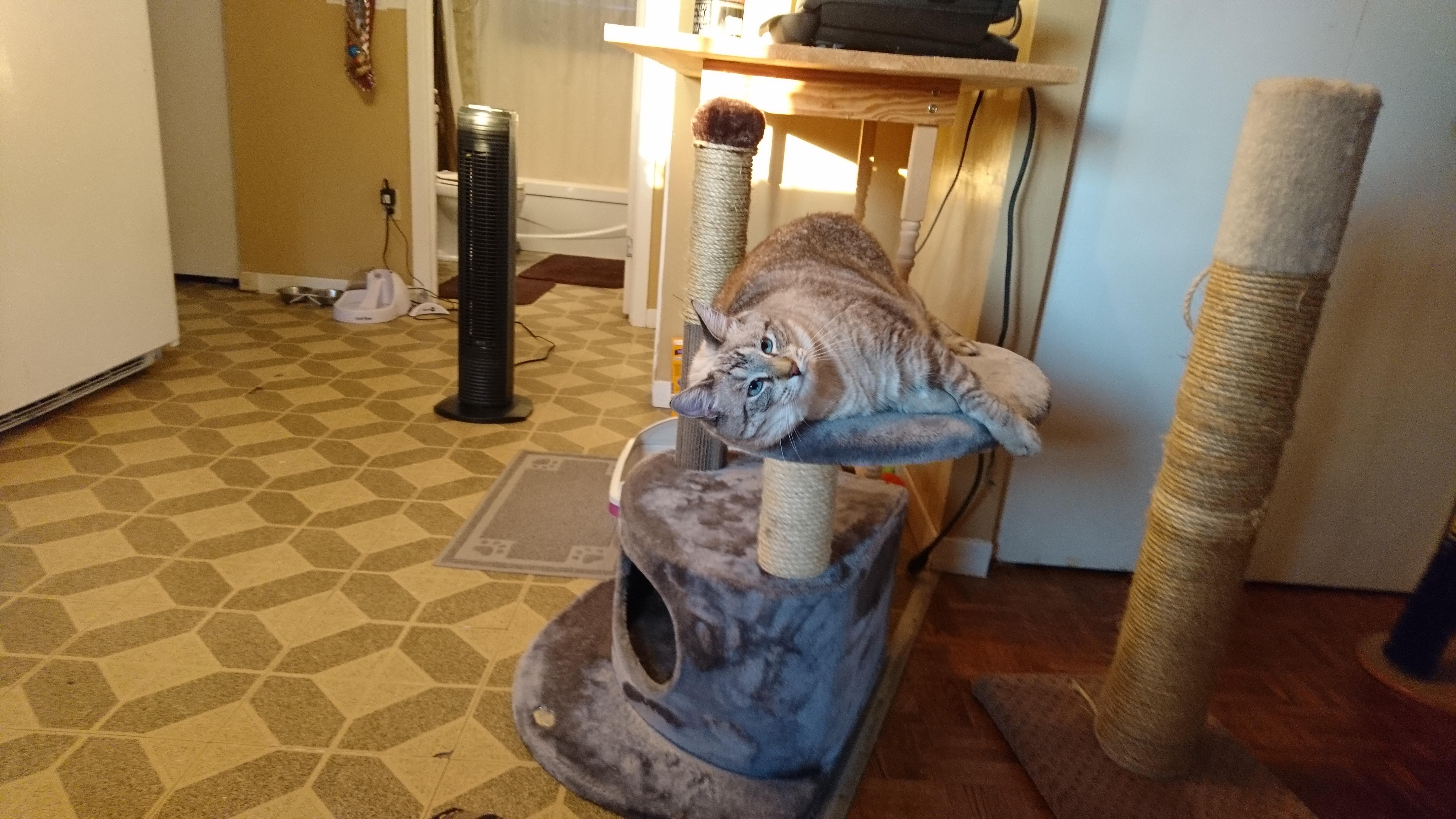 new cat palace r/cats