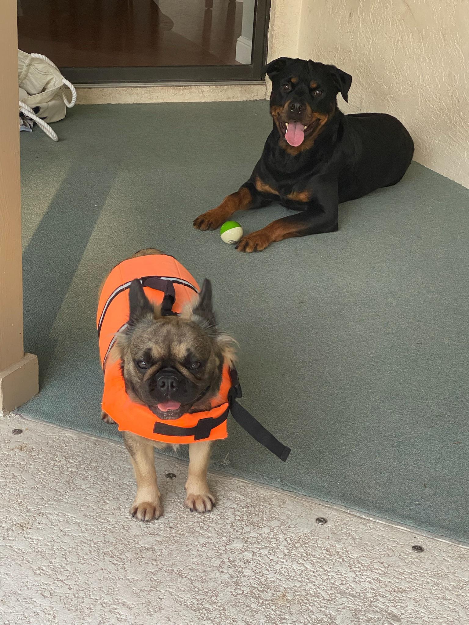Had tons of fun splashing around, but safety first! r/Rottweiler