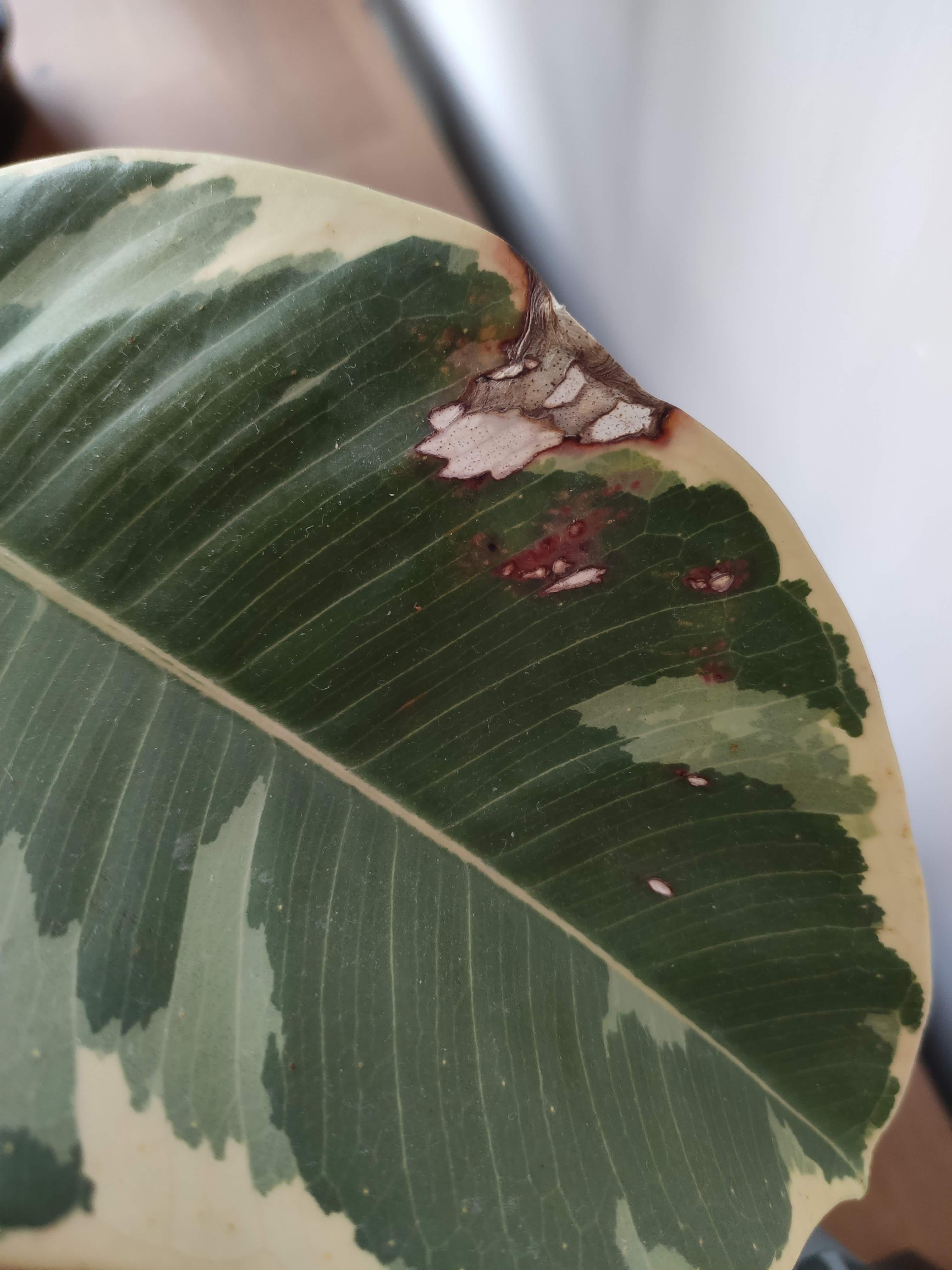 Help with my rubber plant with wrinkled leaves and dark spots r