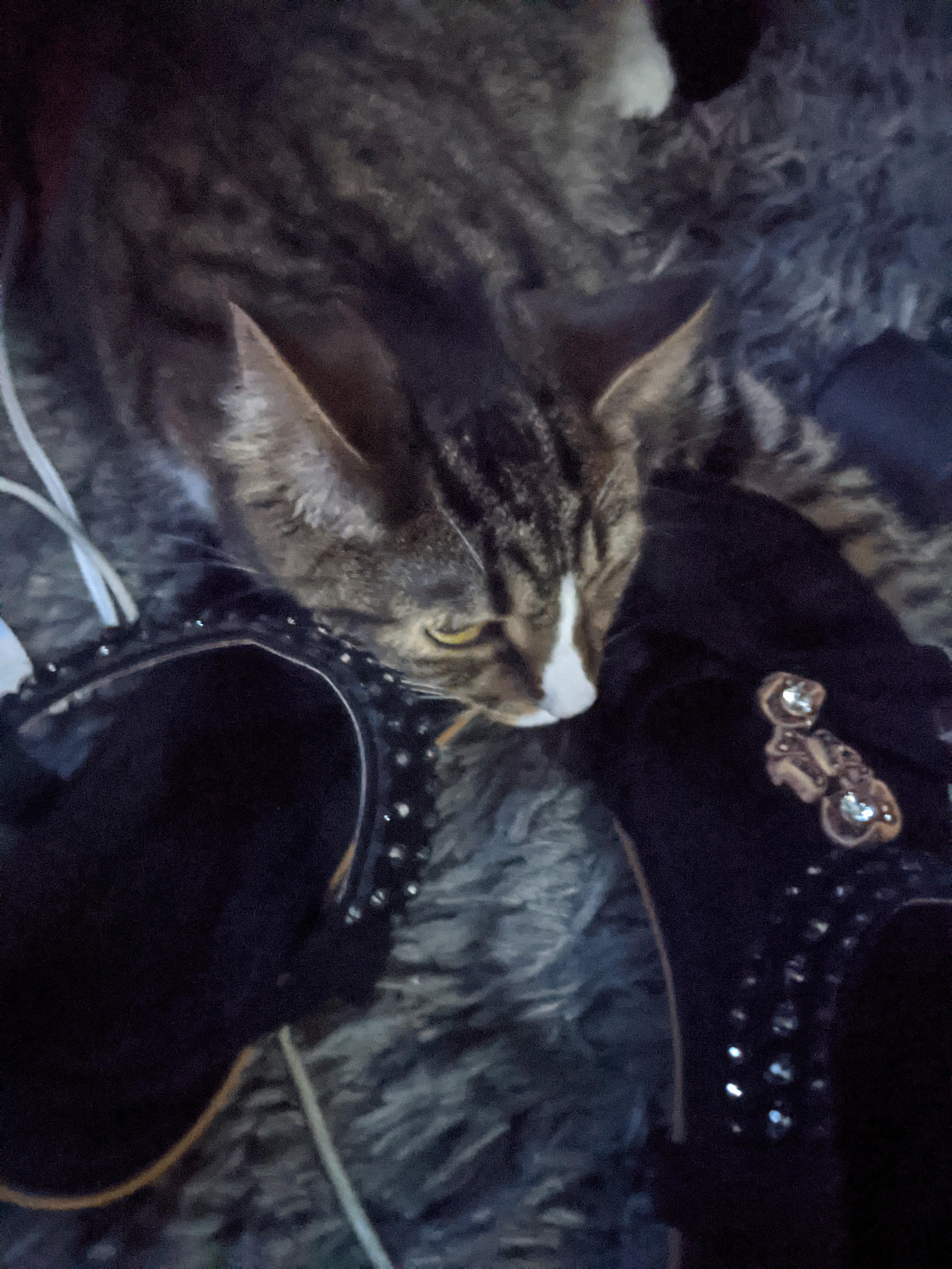 My cats love shoes r/cats