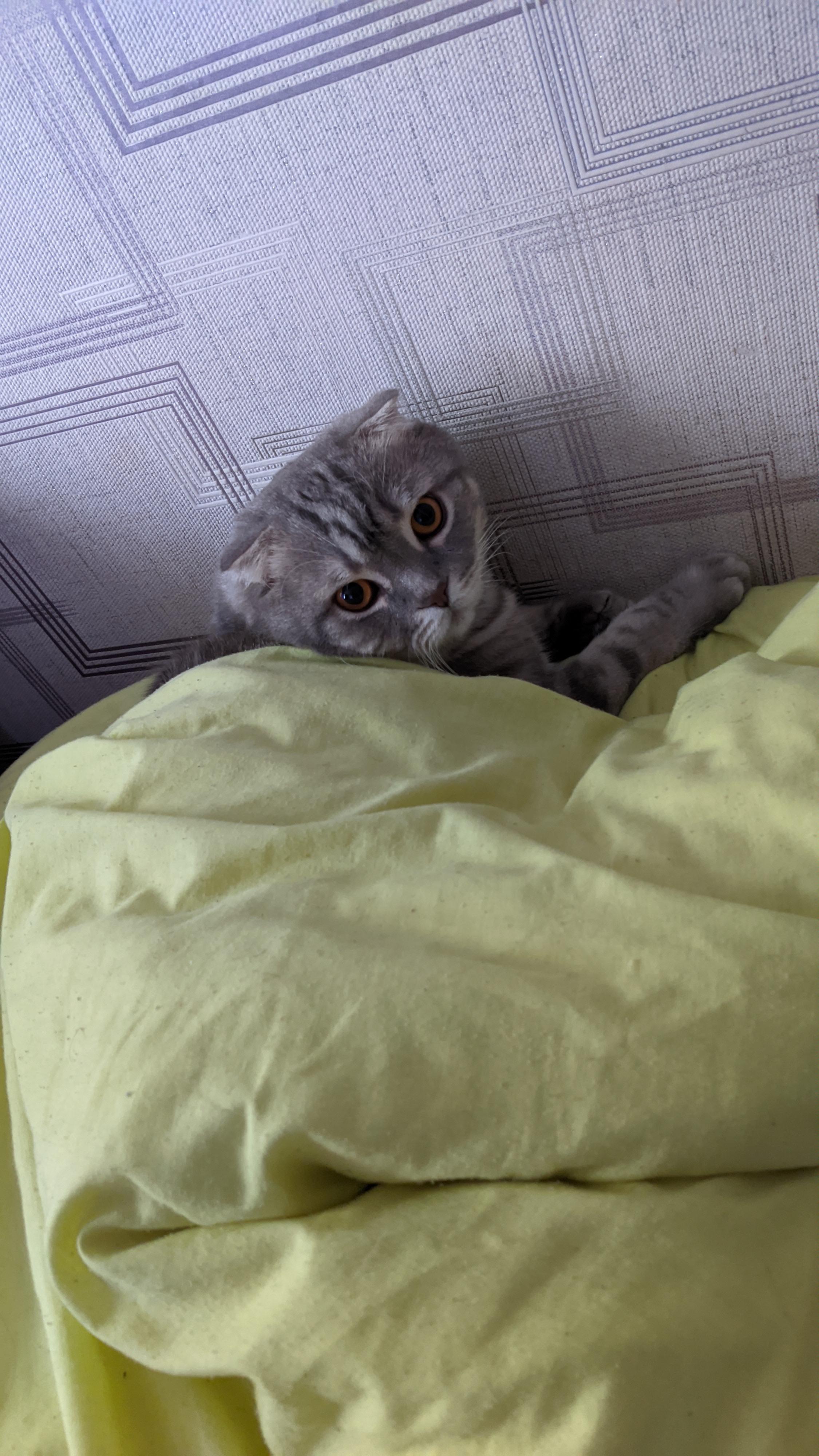 My cat loves to sleep under the covers ) r/cats