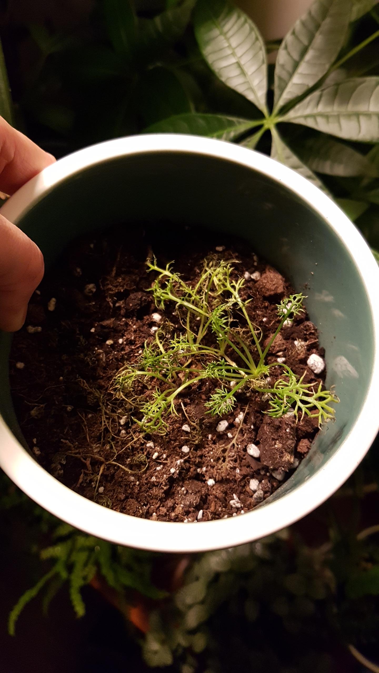 Why won't my chamomile (grown from seed by SF window) get bigger than